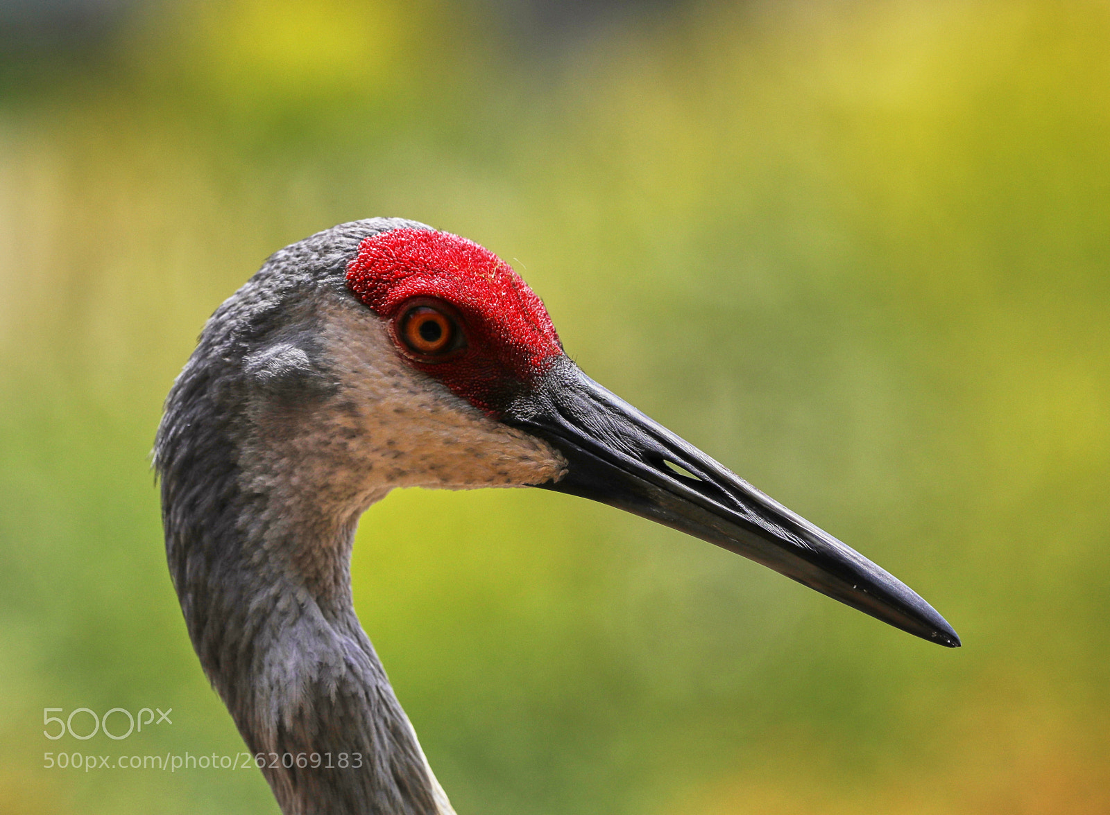 Canon EOS-1D X Mark II sample photo. 06-13-18-0022371.jpg photography