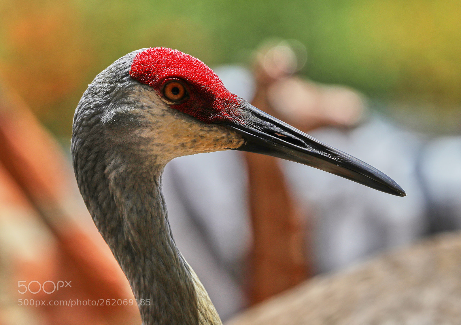 Canon EOS-1D X Mark II sample photo. 06-13-18-0022370.jpg photography