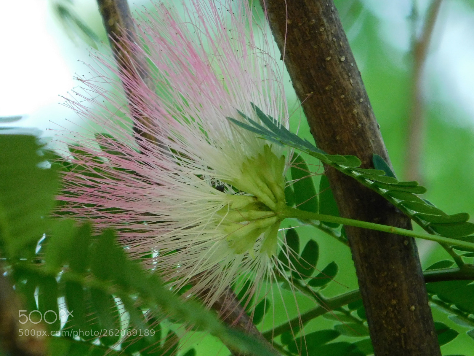Nikon Coolpix B500 sample photo. Feathery mimosa bloom underside photography