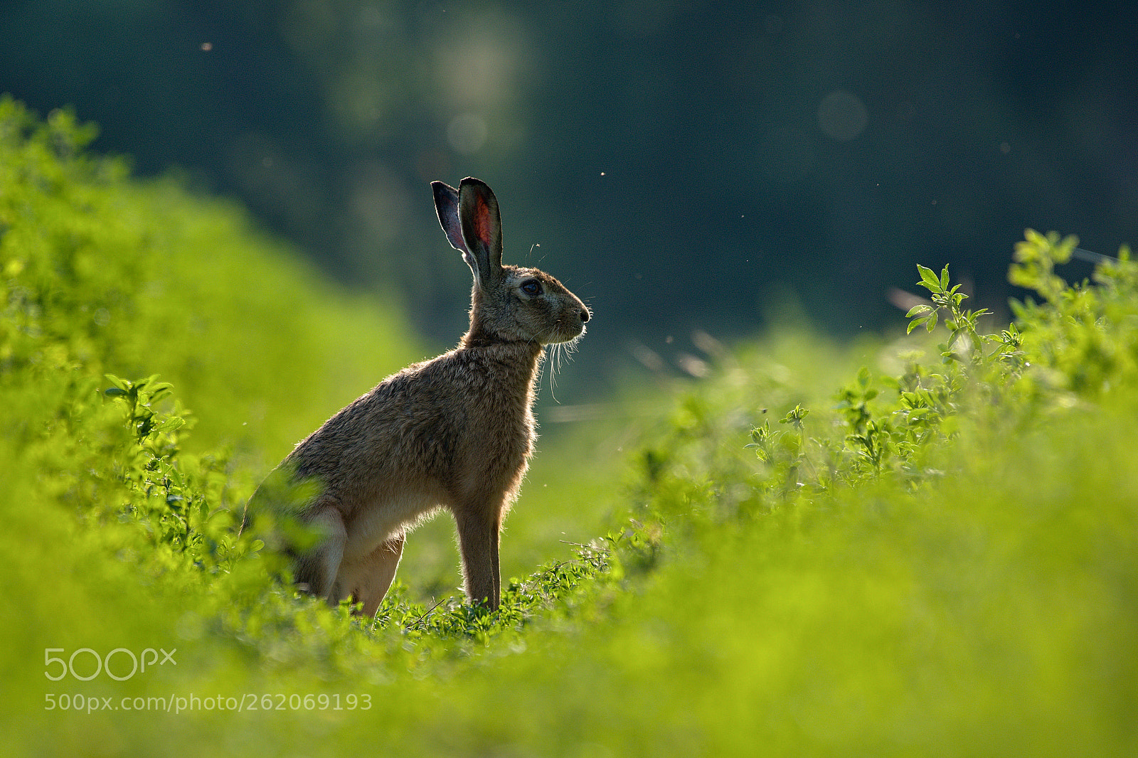 Nikon D500 sample photo. Hare... photography