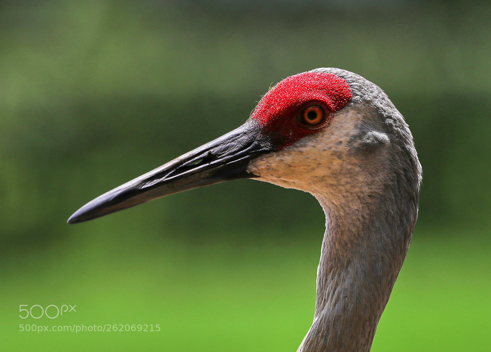 Canon EOS-1D X Mark II sample photo. 06-13-18-0022367.jpg photography