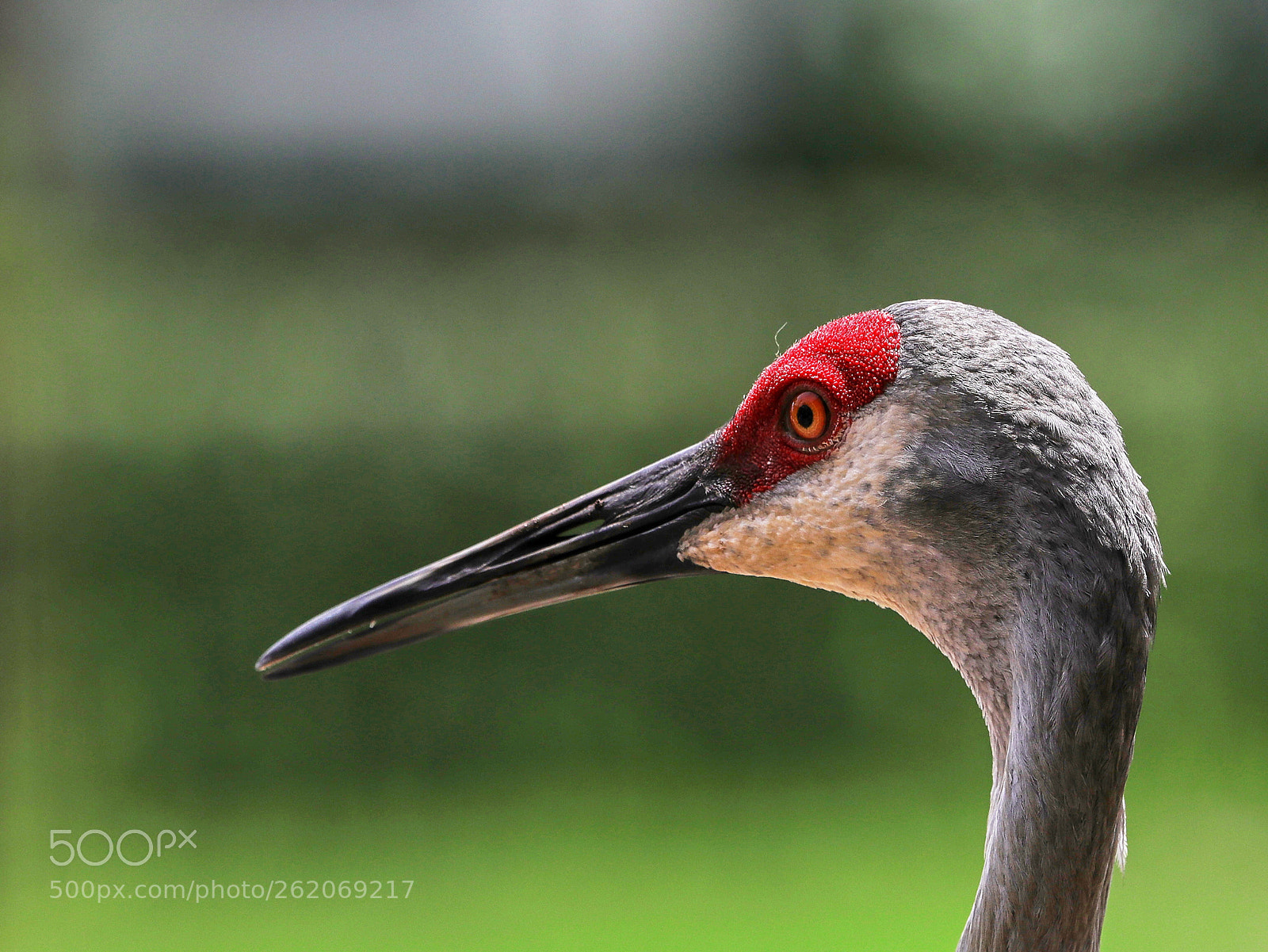 Canon EOS-1D X Mark II sample photo. 06-13-18-0022369.jpg photography