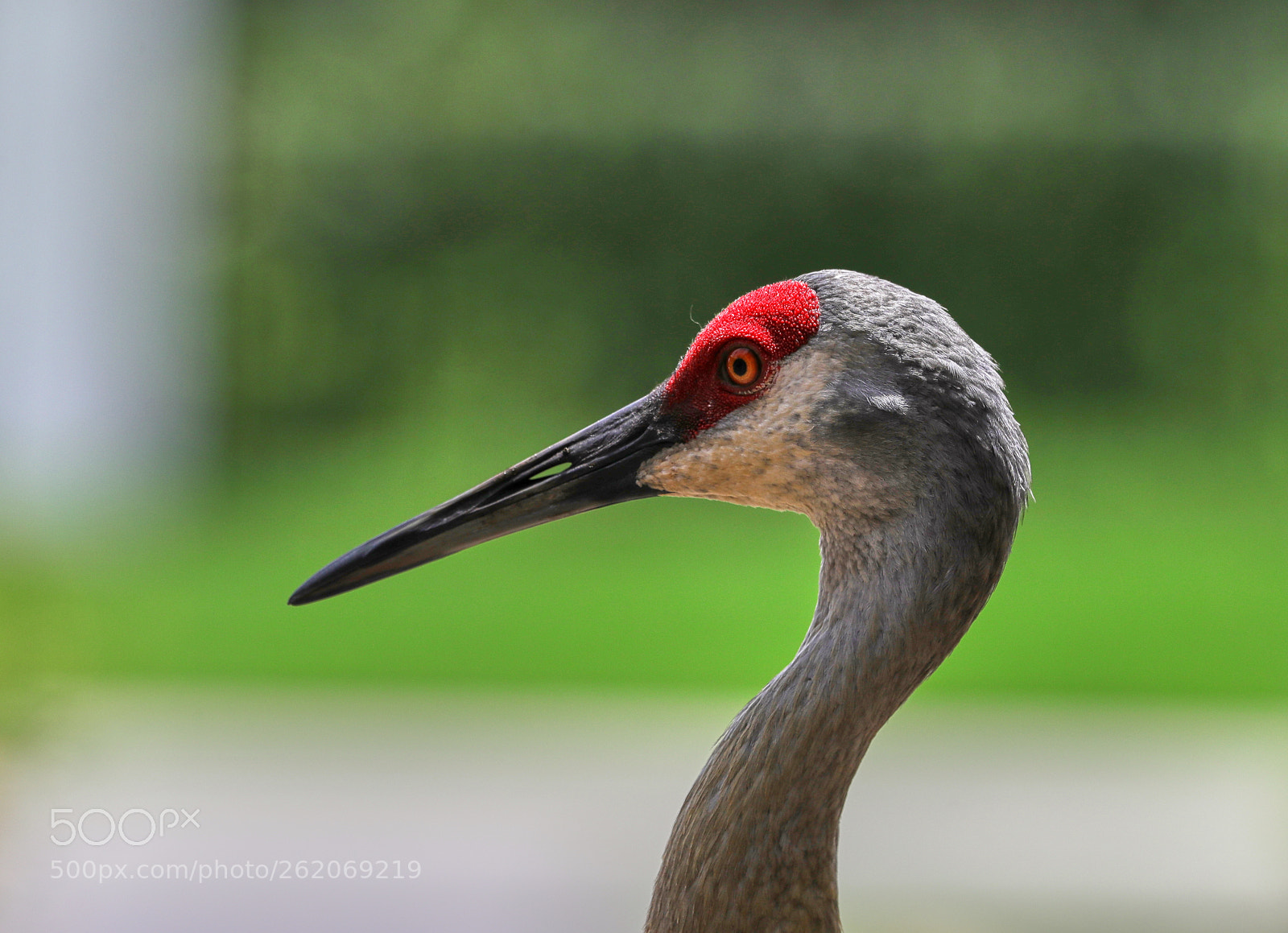 Canon EOS-1D X Mark II sample photo. 06-13-18-0022368.jpg photography