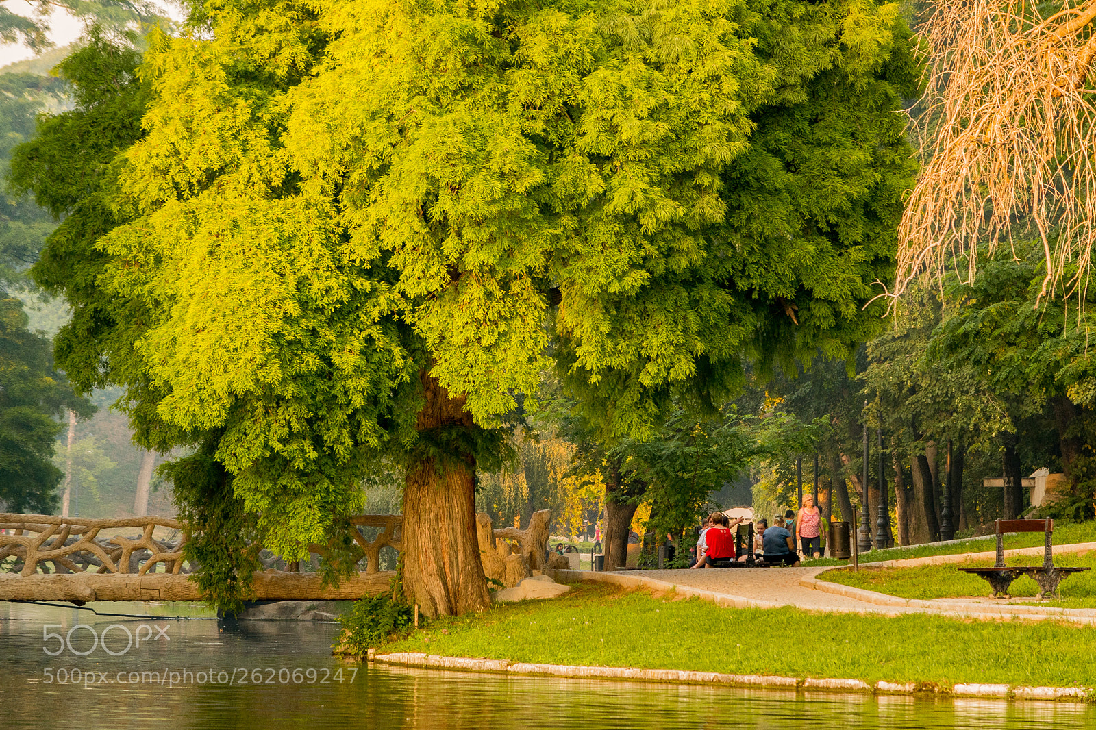 Nikon D7500 sample photo. Sunset in the park photography
