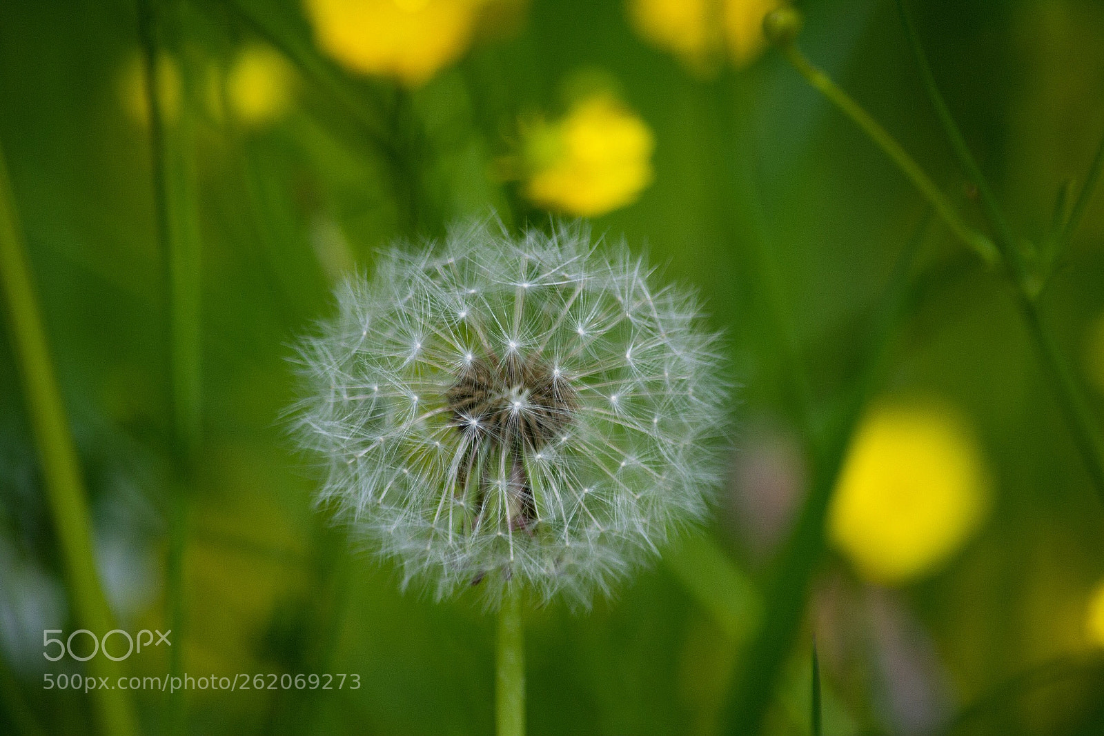 Nikon D3100 sample photo. Dandelion photography