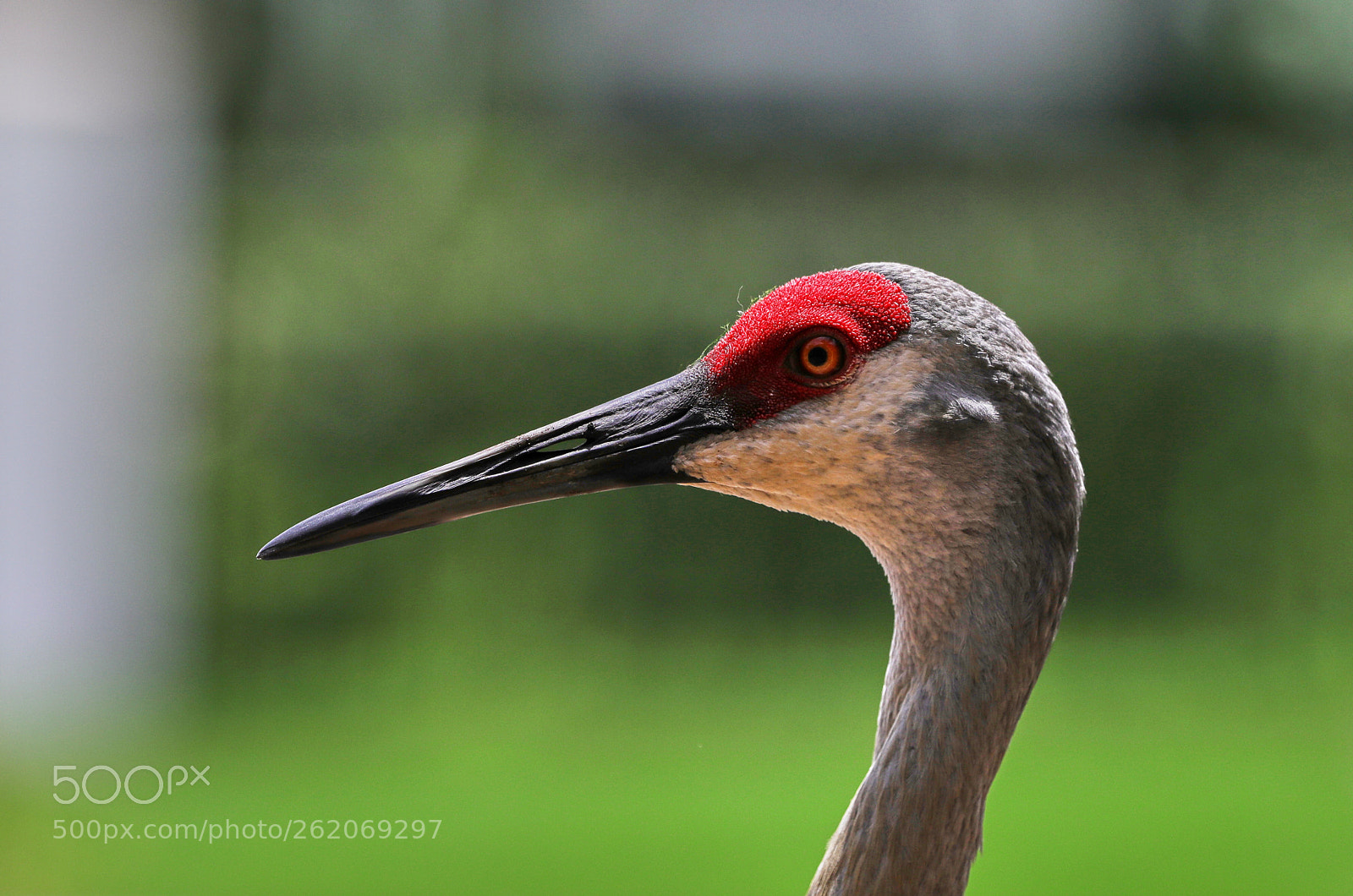 Canon EOS-1D X Mark II sample photo. 06-13-18-0022366.jpg photography