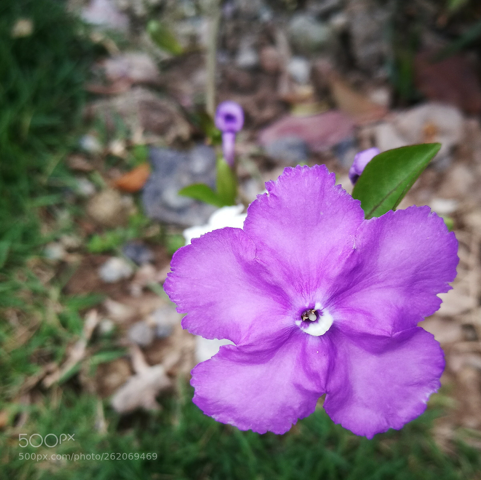 HUAWEI P9 sample photo. To my dearest darling photography