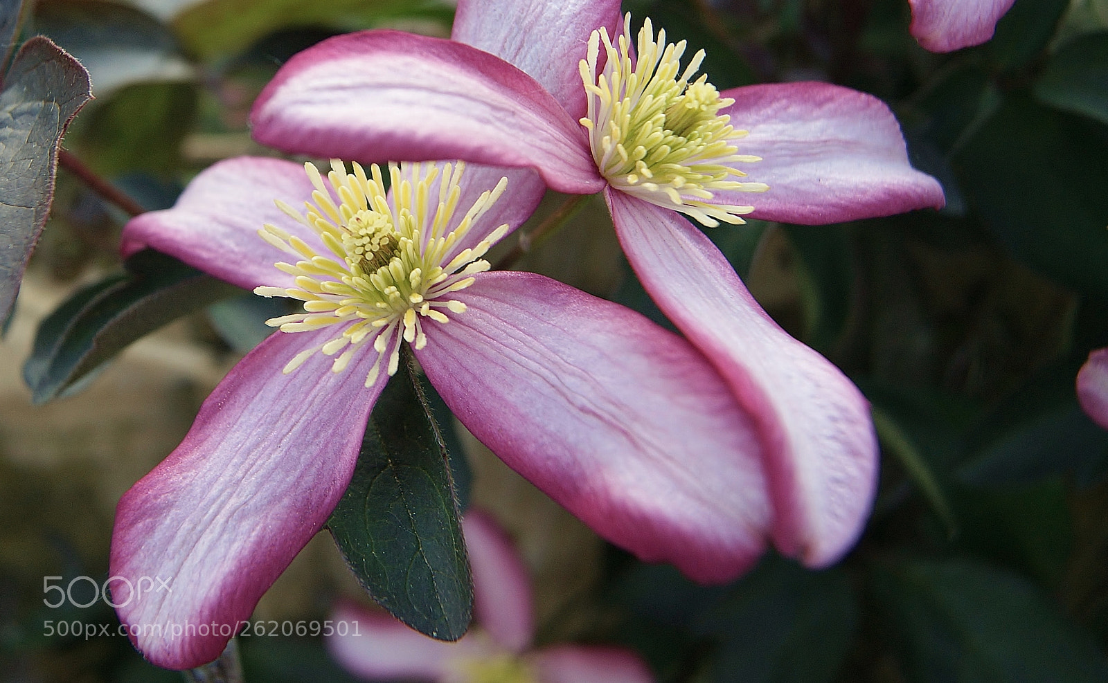 Sony Alpha DSLR-A380 sample photo. Spring beauties in sunset ... :) photography