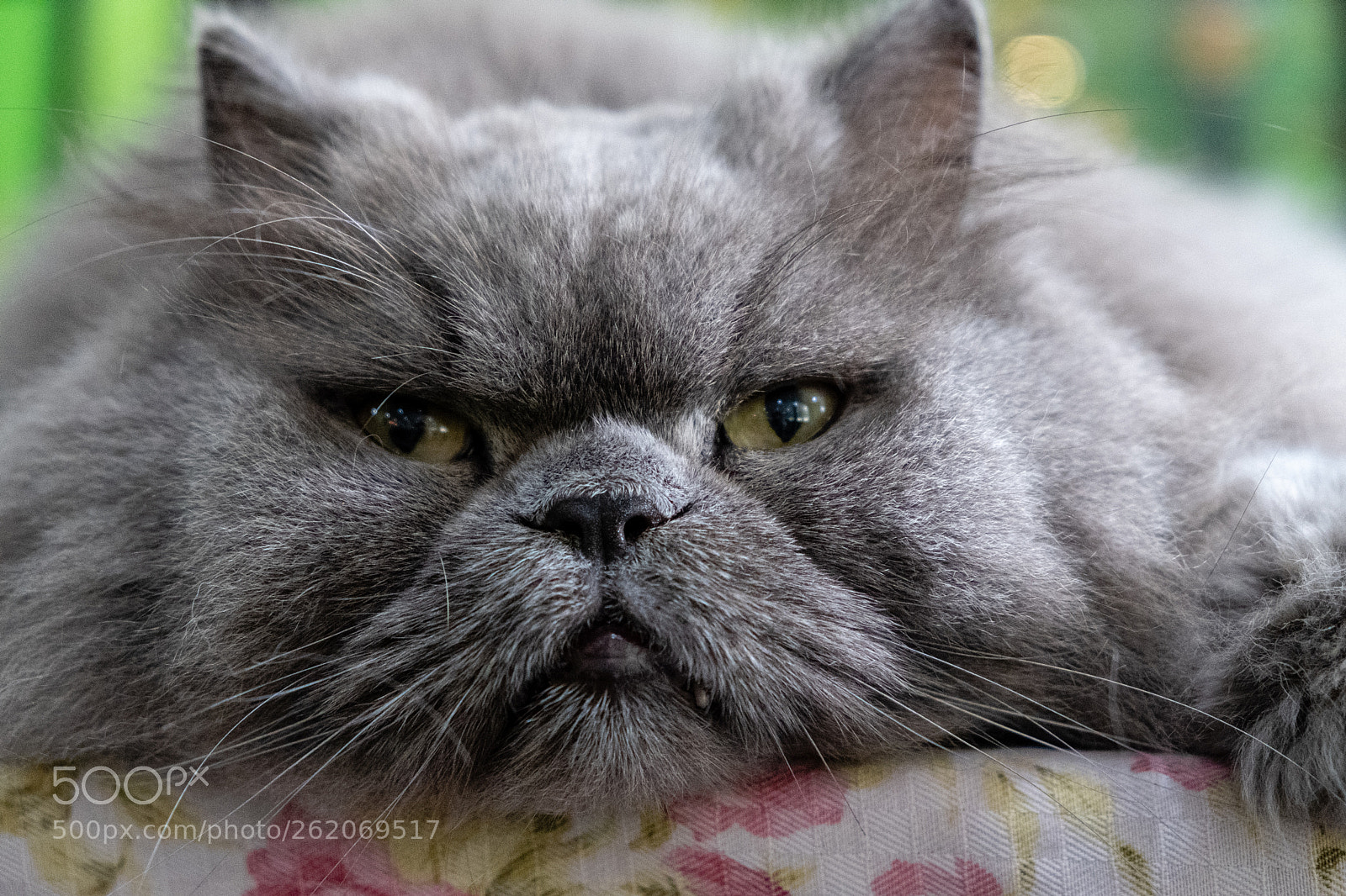 Fujifilm X-T20 sample photo. Dscf2117-1.jpg photography