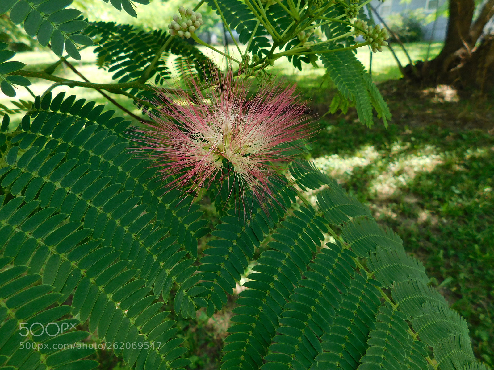 Nikon Coolpix B500 sample photo. Mimosa bloom photography
