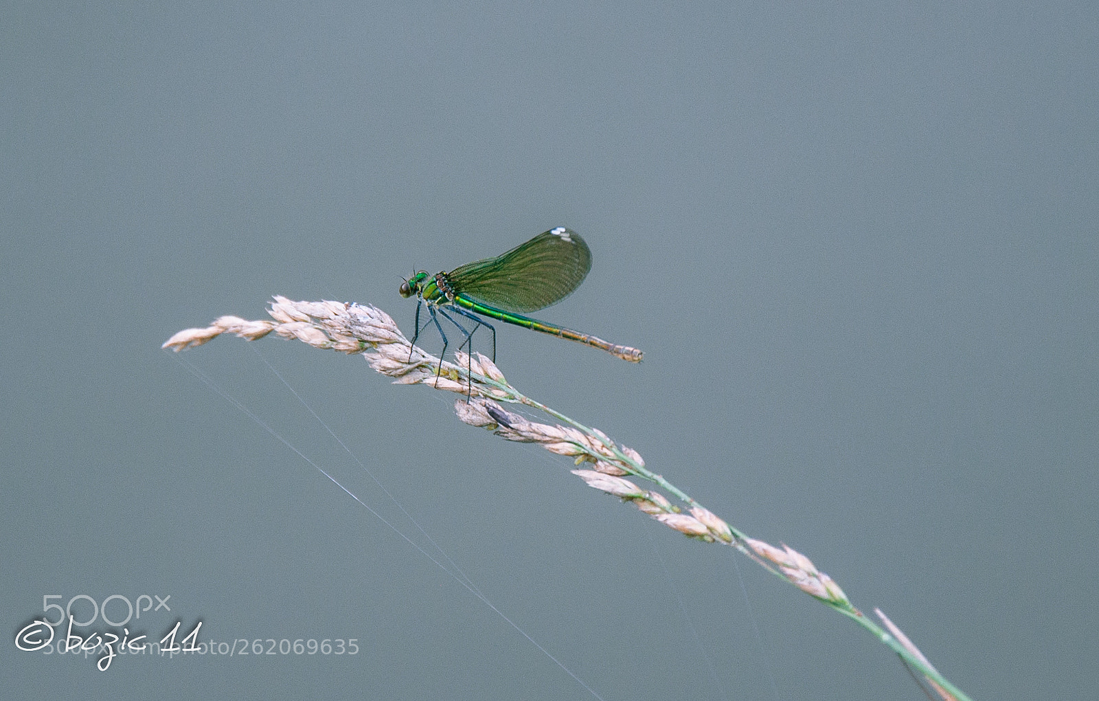 Nikon D90 sample photo. Dragonfly photography