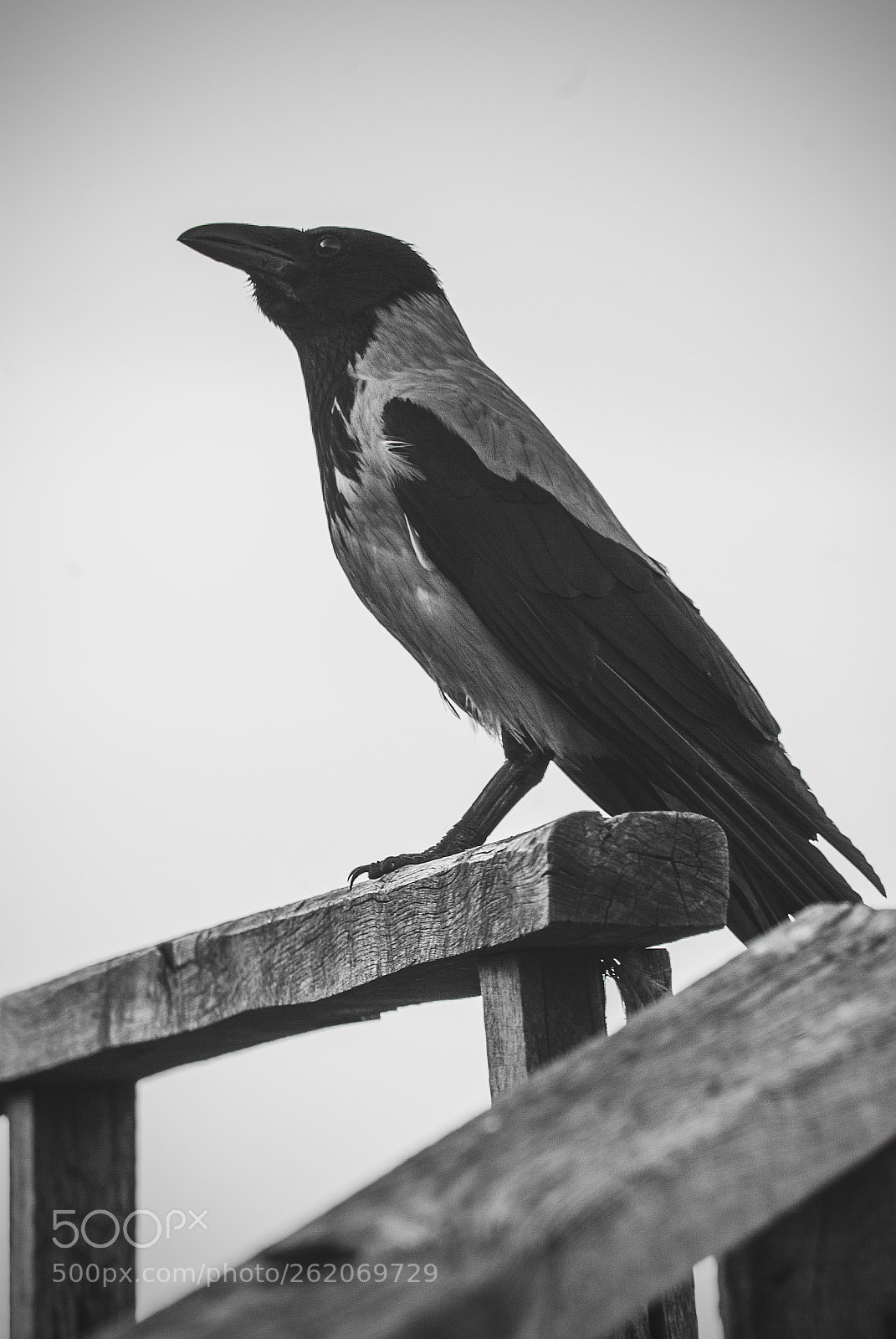 Nikon D200 sample photo. Untitled photography