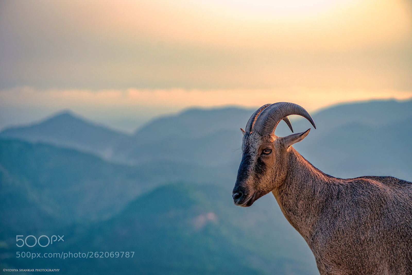 Nikon D750 sample photo. Nilgiri tahr photography
