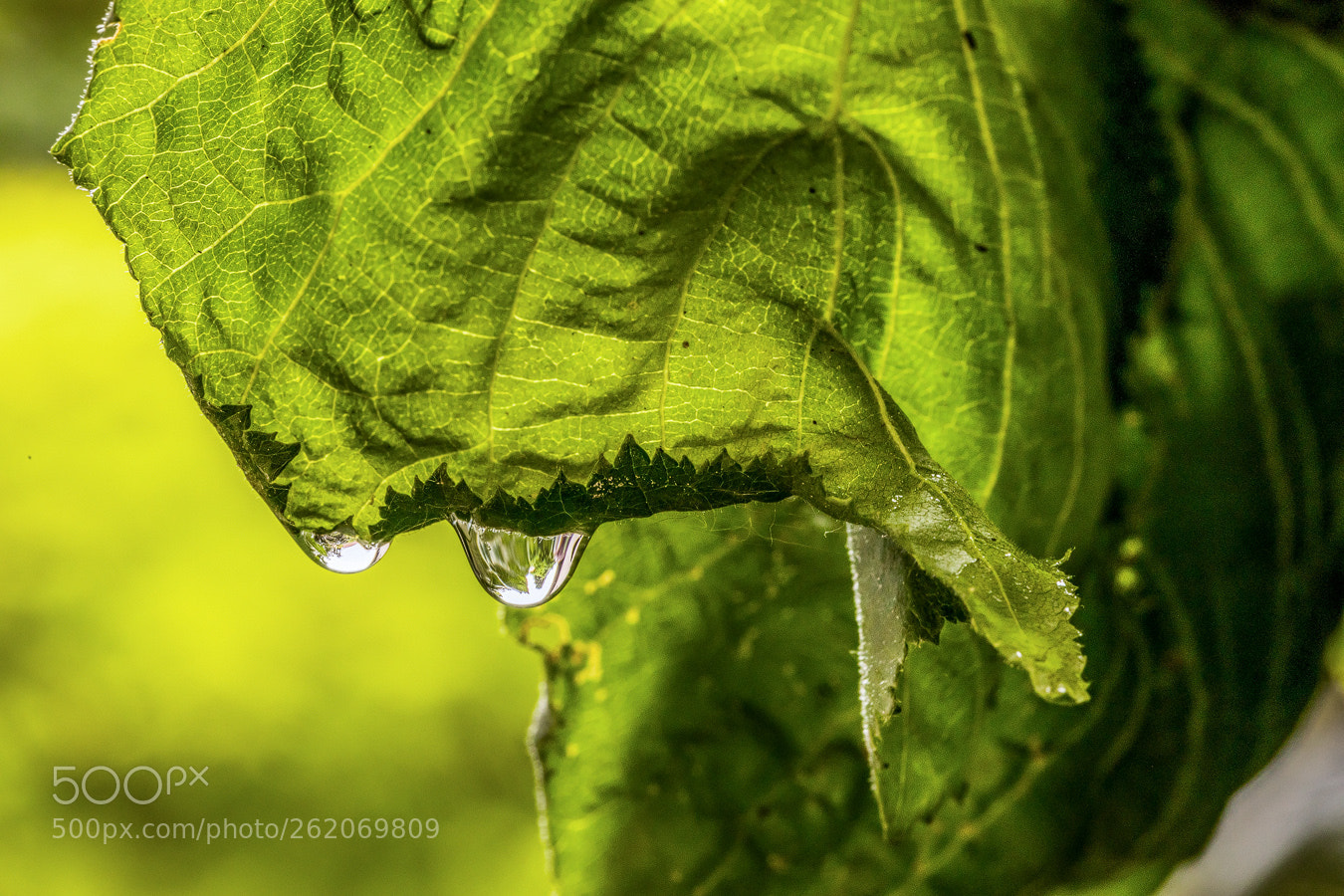 Canon EOS 5D Mark IV sample photo. Nach einem regenschauer photography