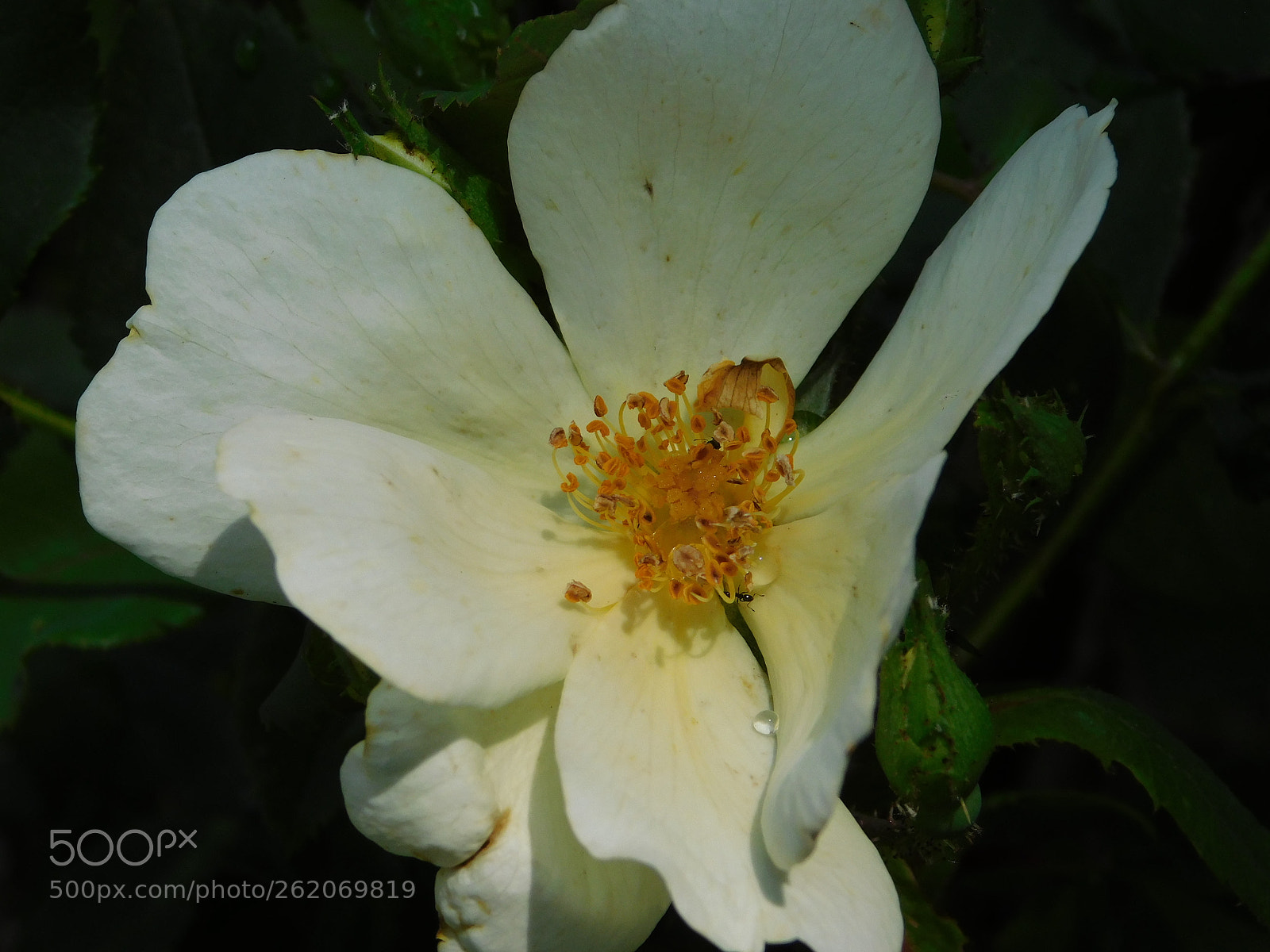 Nikon Coolpix B500 sample photo. Knock out rose photography
