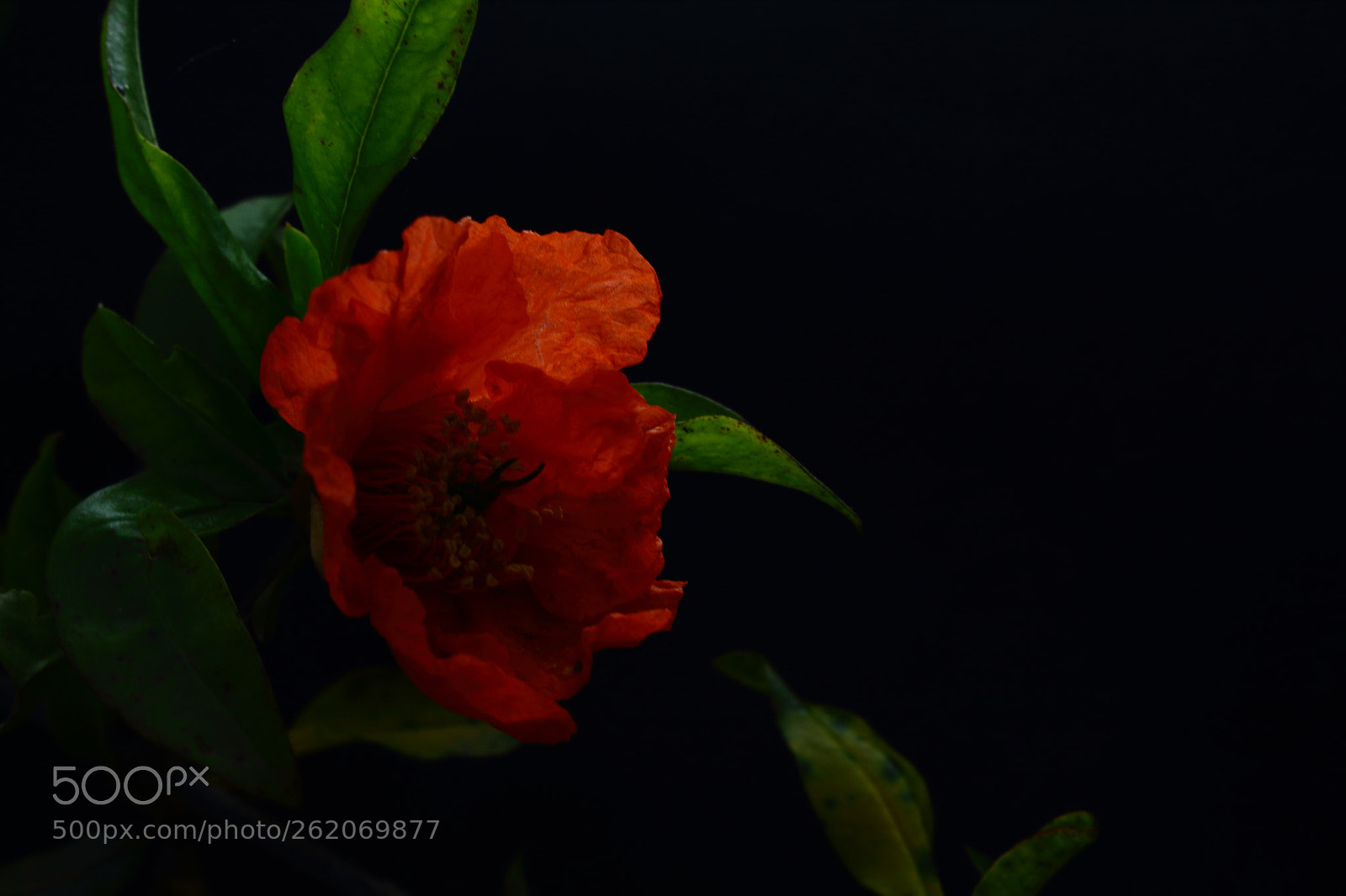 Canon EOS 1300D (EOS Rebel T6 / EOS Kiss X80) sample photo. Orange and black photography
