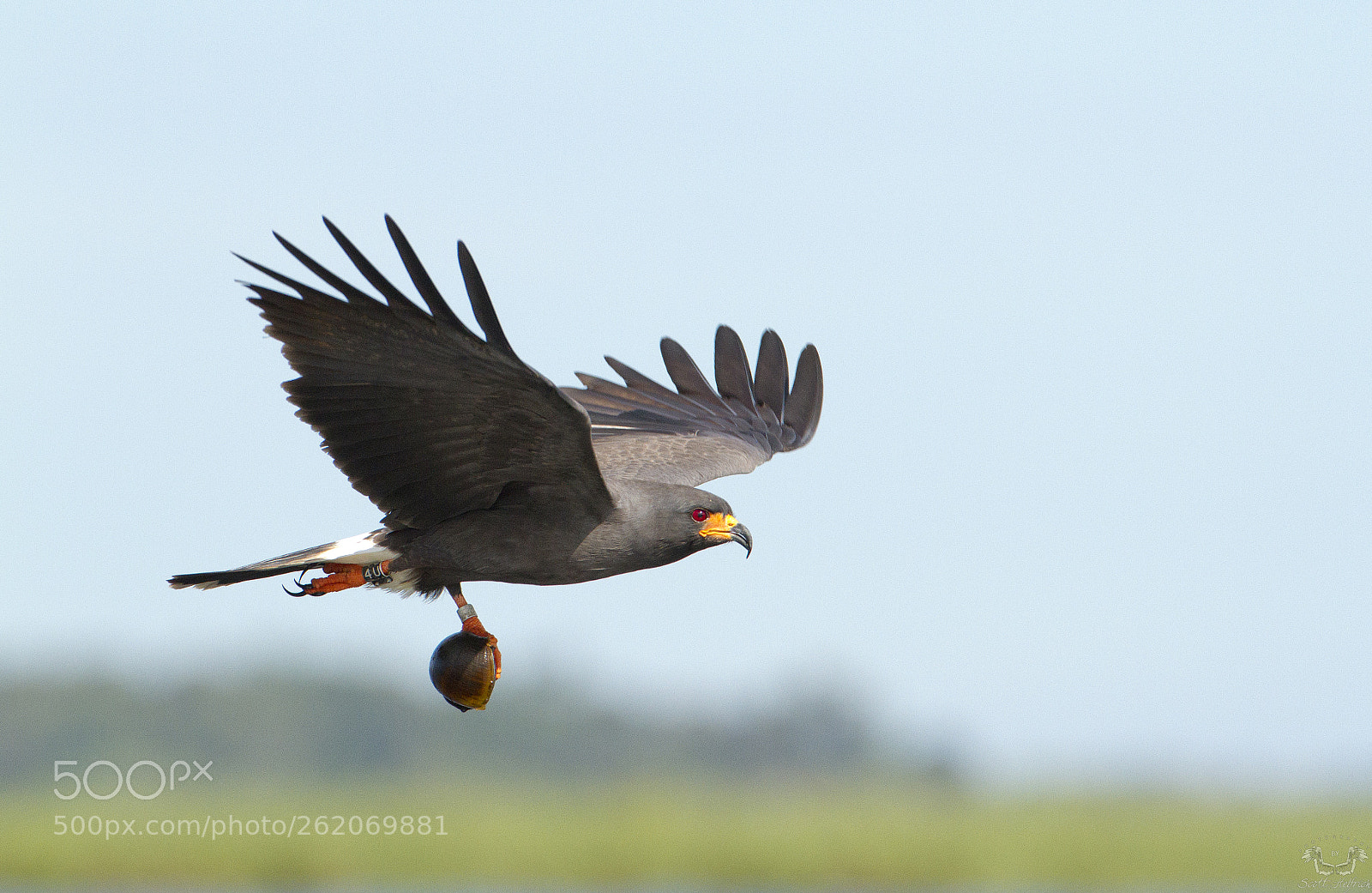 Canon EOS 7D sample photo. Male snail kite img photography