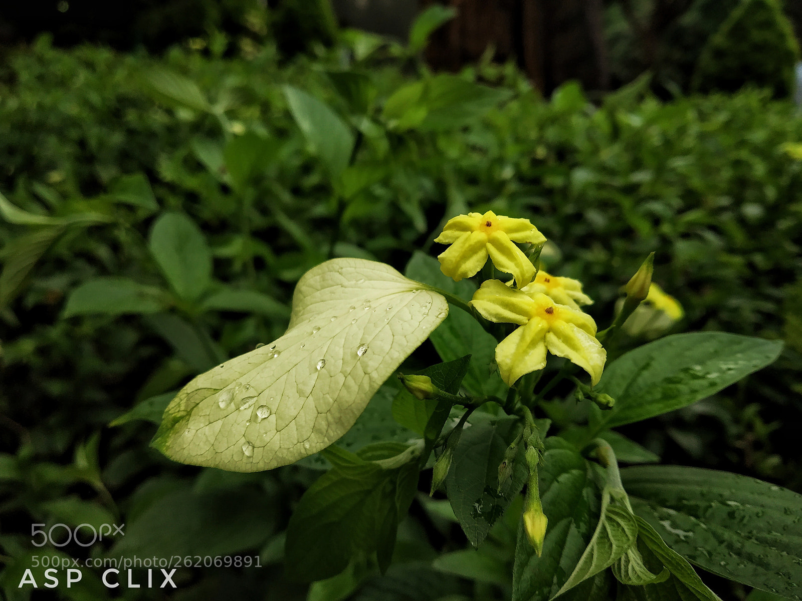 Xiaomi Redmi Note 5 Pro sample photo. The tiny flower photography