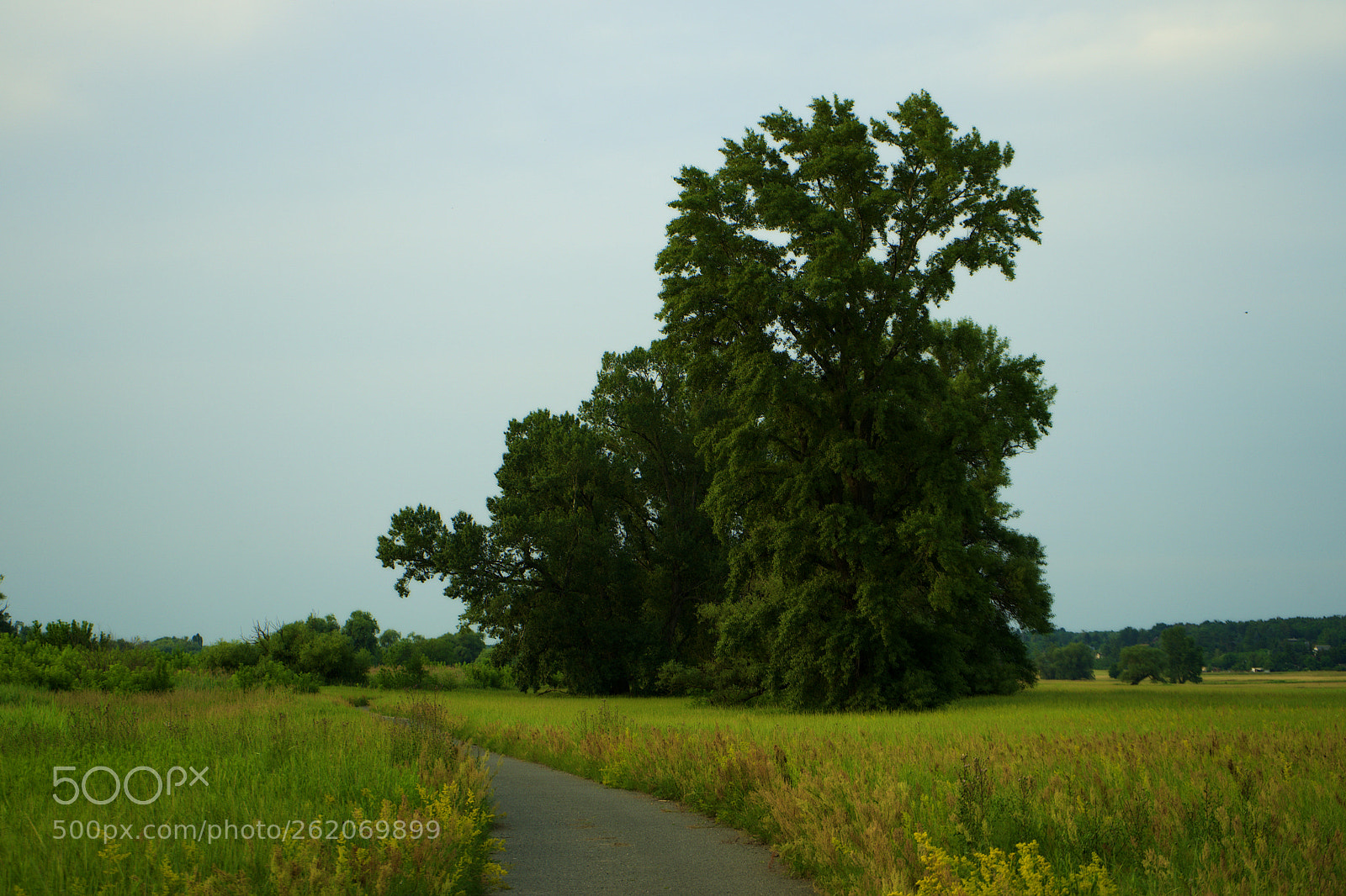 Sony a7 sample photo. Trees in evening photography