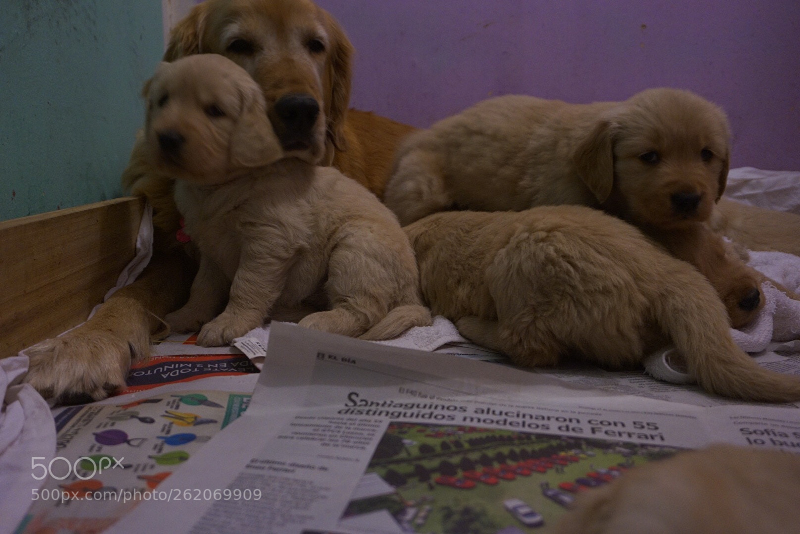 Sony Alpha a5000 (ILCE 5000) sample photo. Flora y sus cachorros  photography