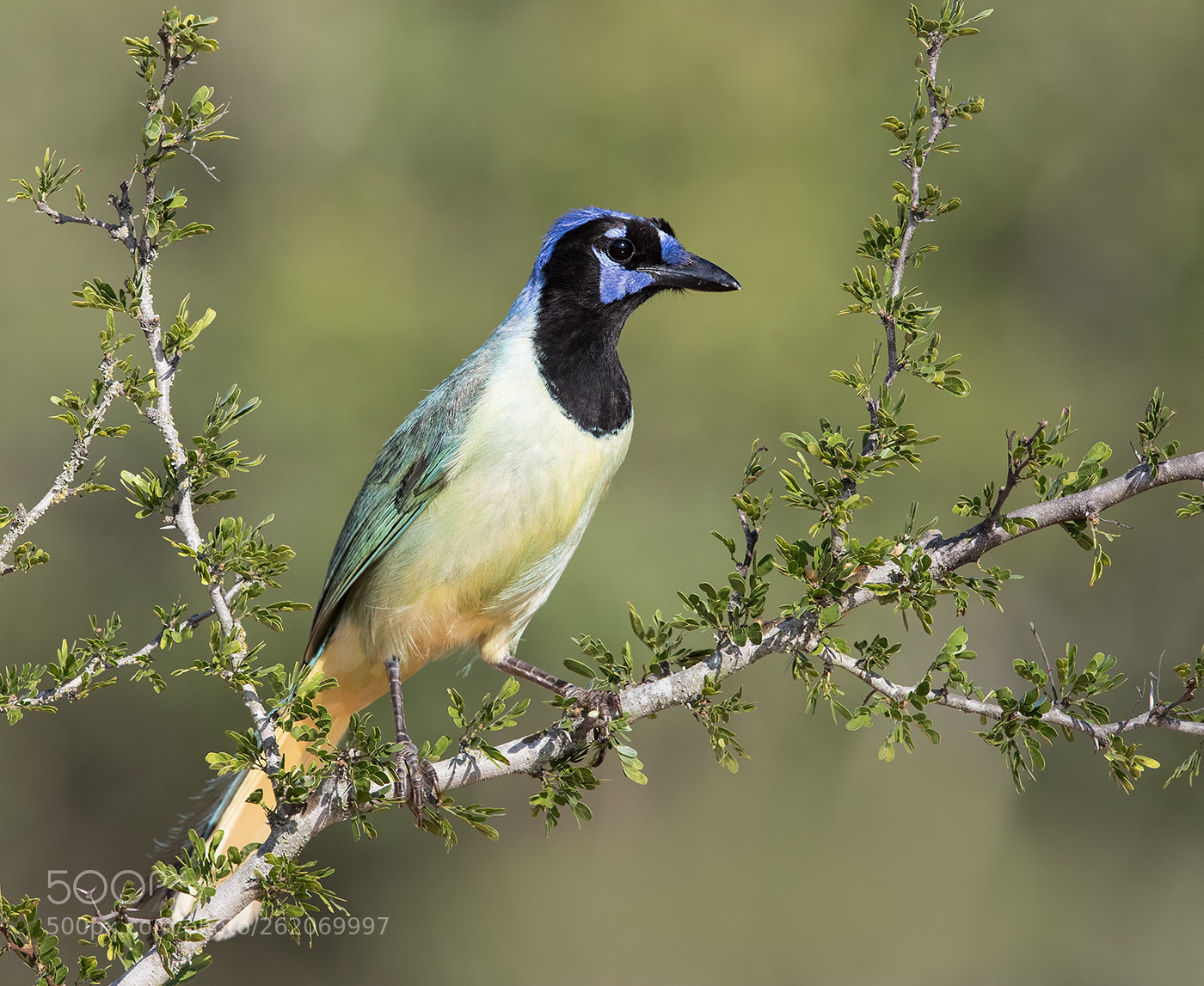 Canon EOS-1D X Mark II sample photo. Green jay photography