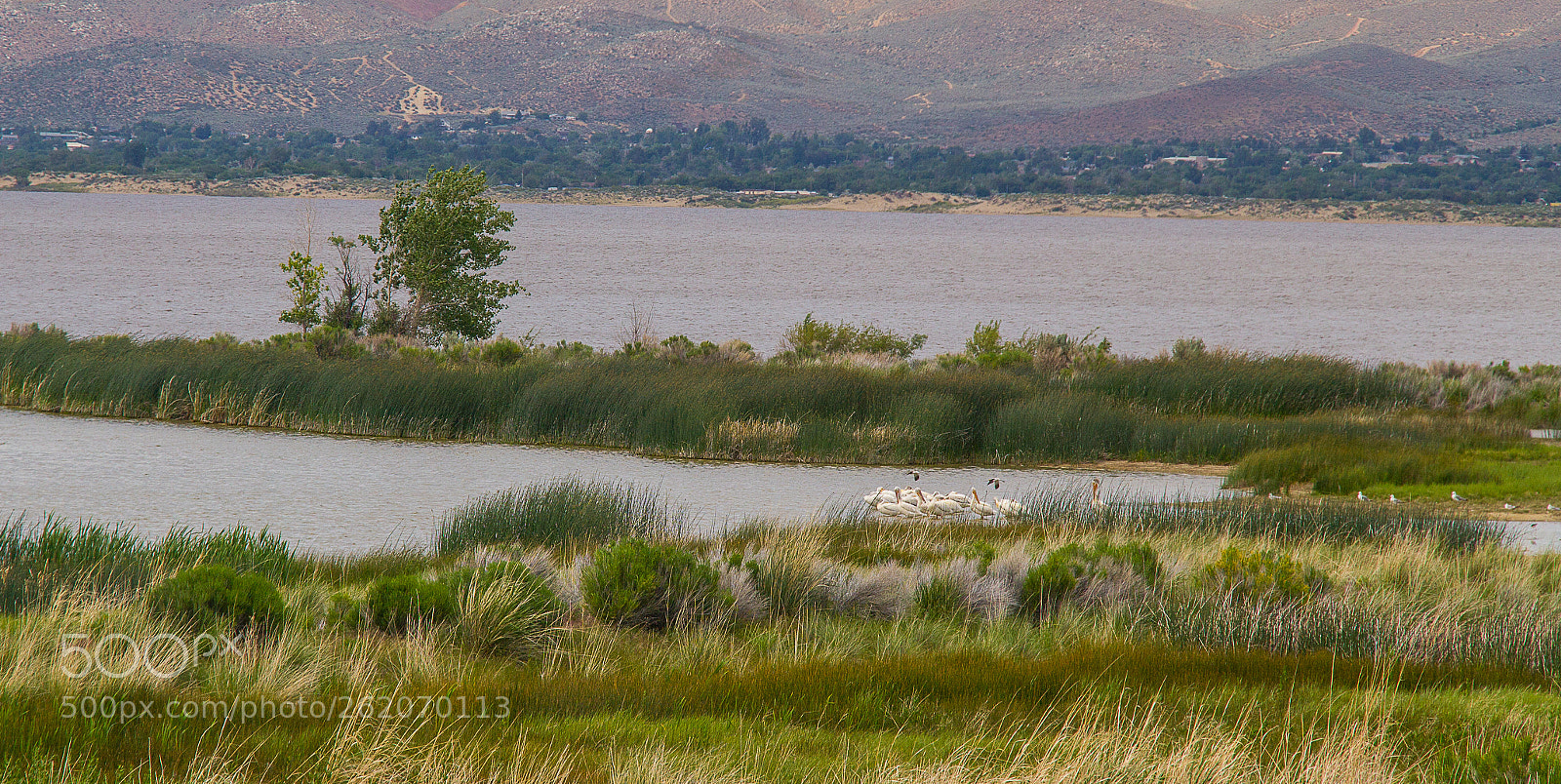 Canon EOS 550D (EOS Rebel T2i / EOS Kiss X4) sample photo. Pelicans on washoe lake photography