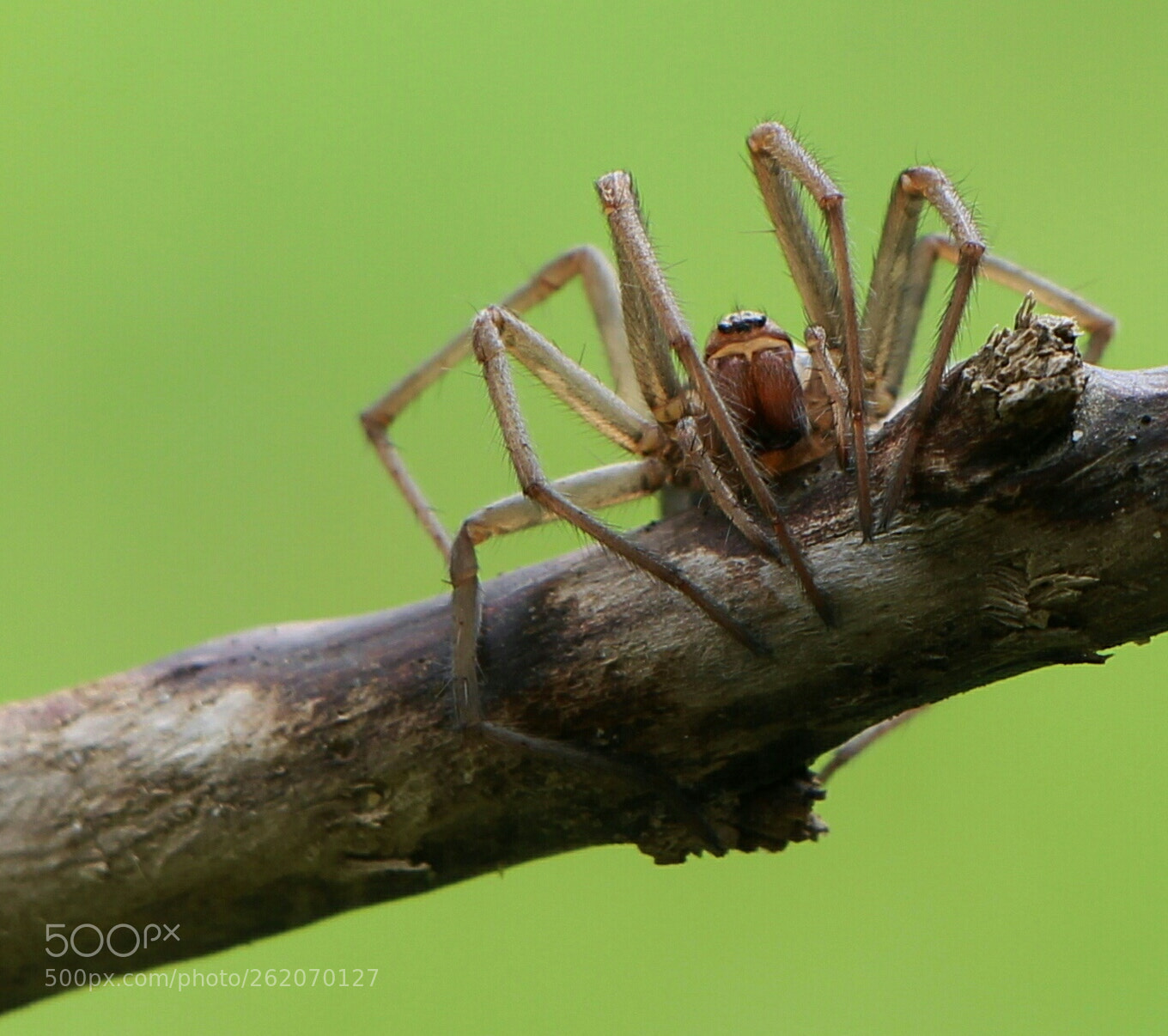 Canon EOS 700D (EOS Rebel T5i / EOS Kiss X7i) sample photo. Spider photography
