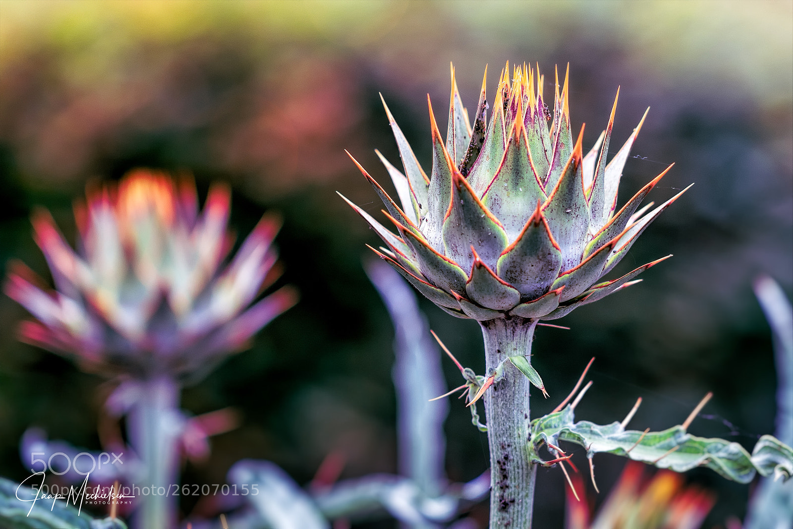 Canon EOS 7D Mark II sample photo. Macro flower photography