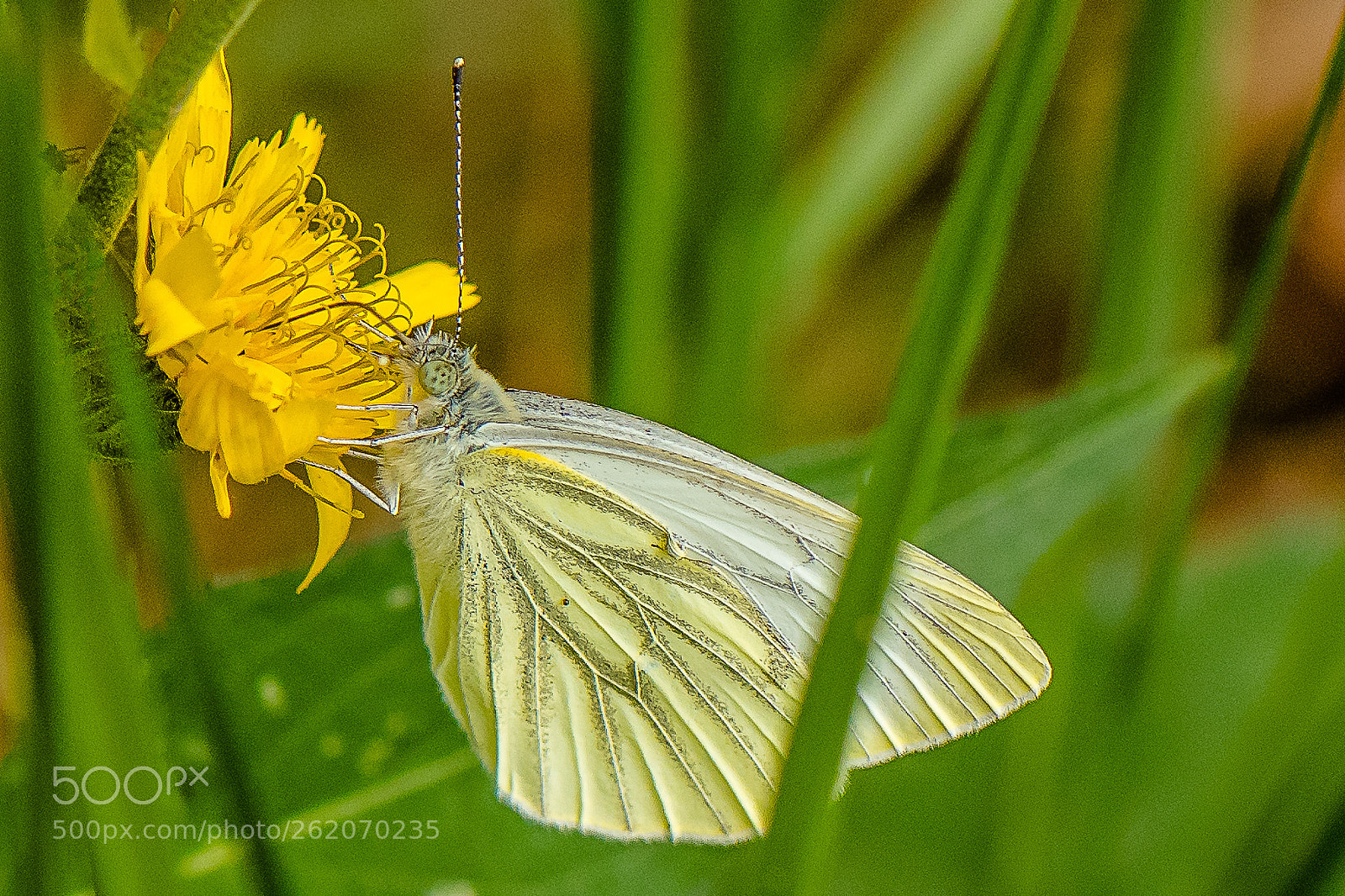 Nikon D500 sample photo. Butterfly  photography