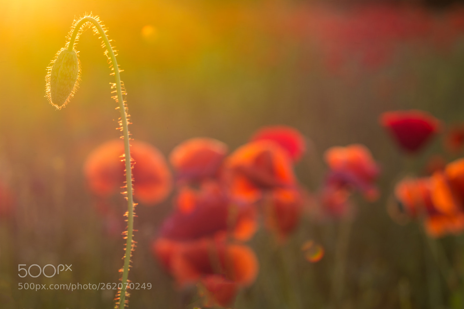 Nikon D7100 sample photo. Mohnfeld 2 photography