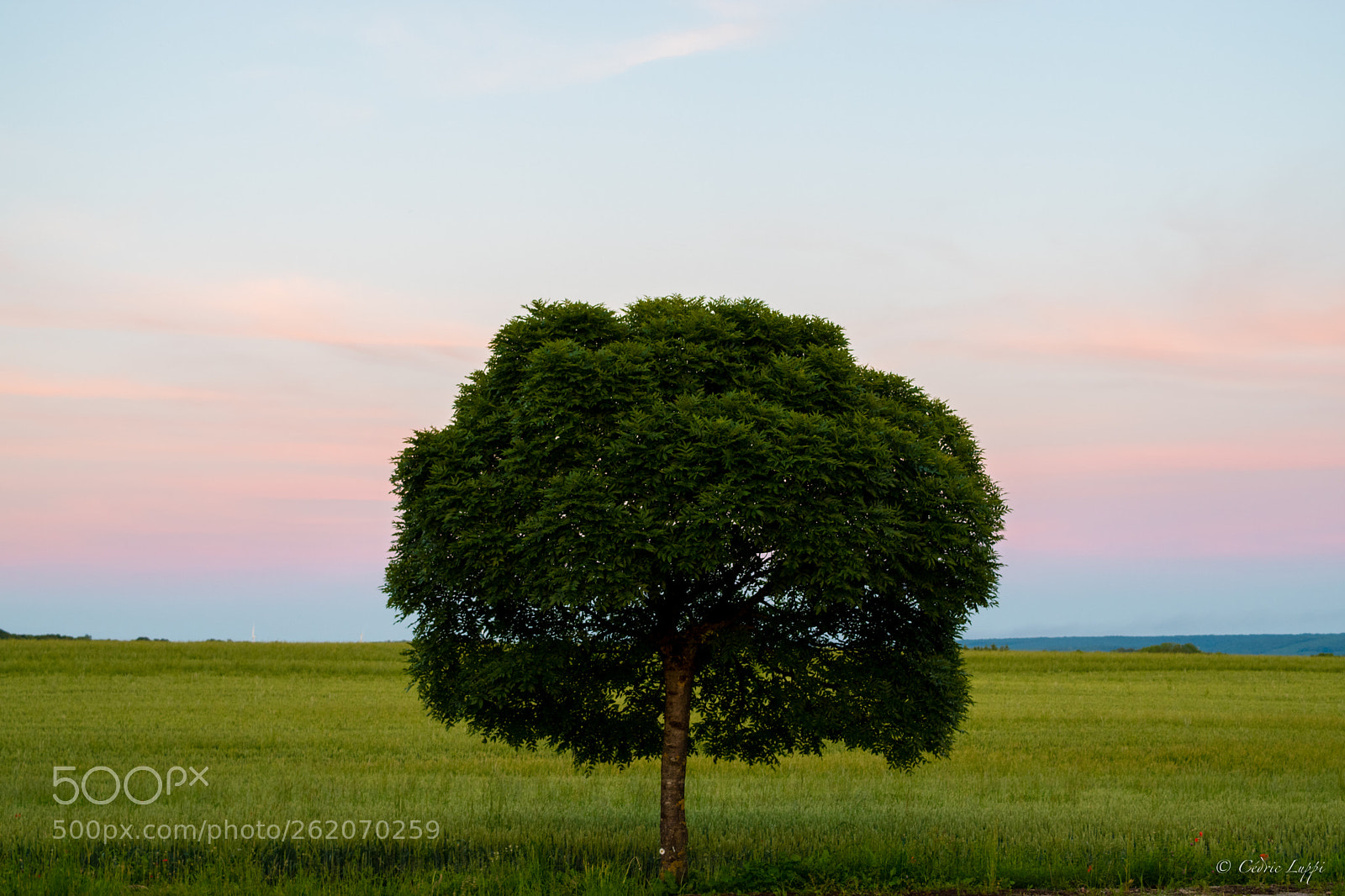 Nikon D5500 sample photo. Alone in the green photography