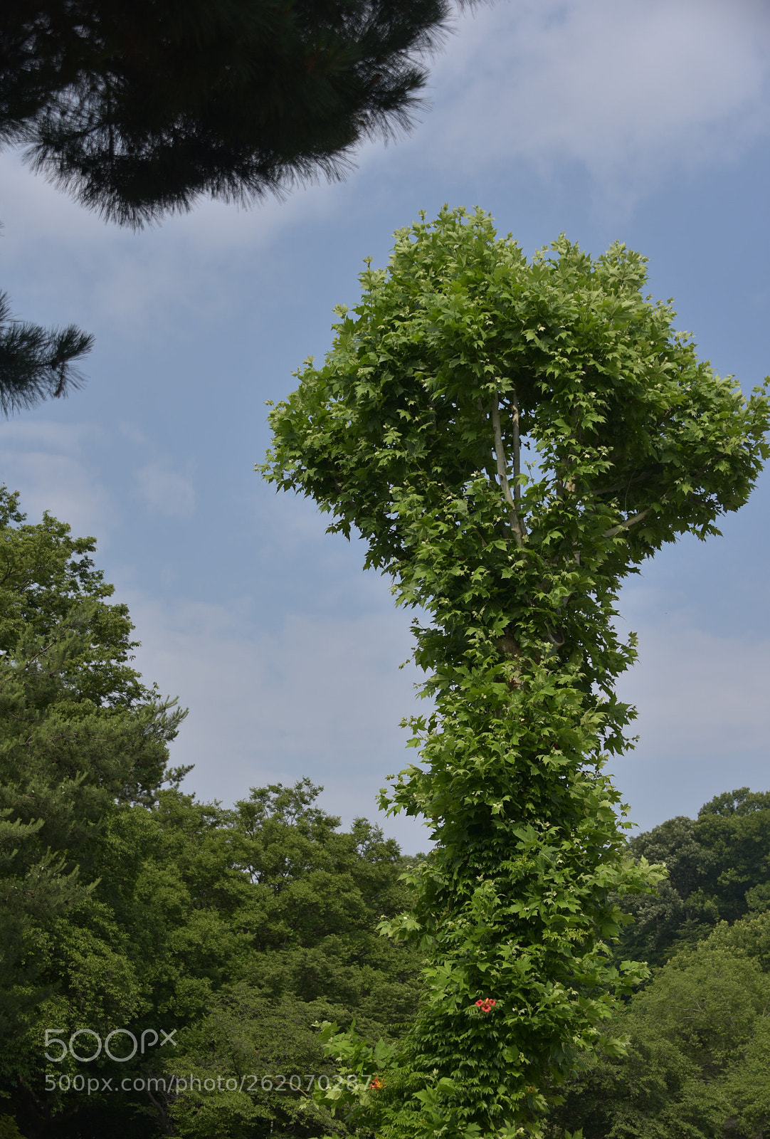 Nikon D750 sample photo. * the higher photography