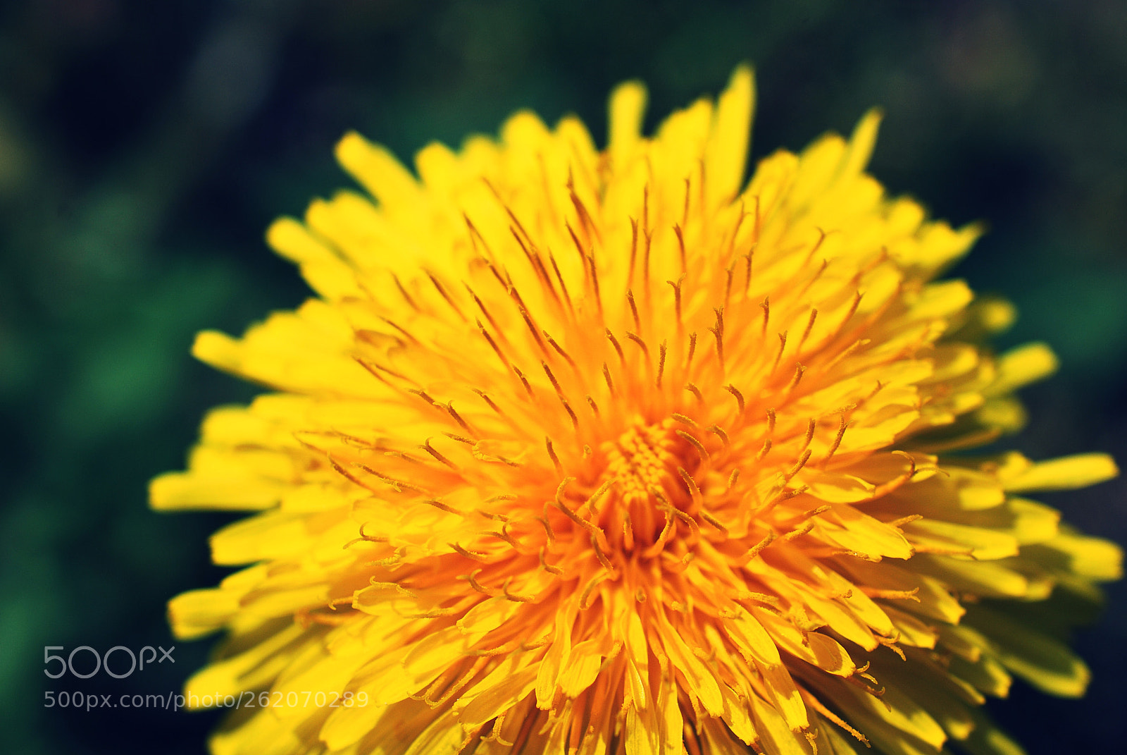 Nikon AF-S DX Micro Nikkor 40mm F2.8 sample photo. Yellow photography