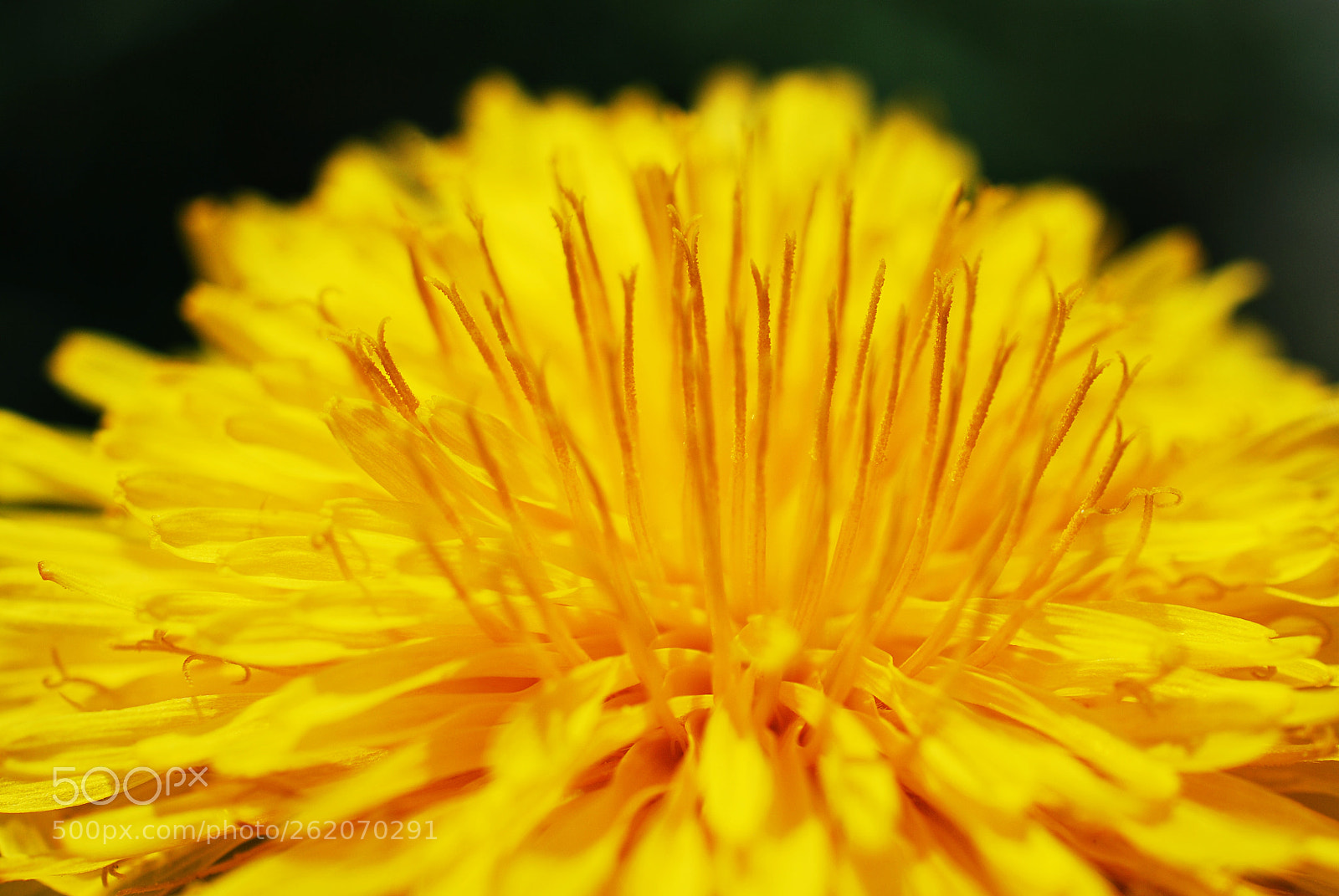 Nikon AF-S DX Micro Nikkor 40mm F2.8 sample photo. Yellow photography