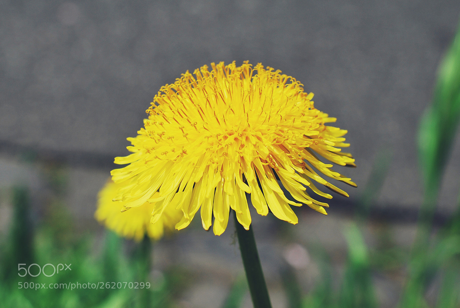 Nikon D60 + Nikon AF-S DX Micro Nikkor 40mm F2.8 sample photo. Yellow photography