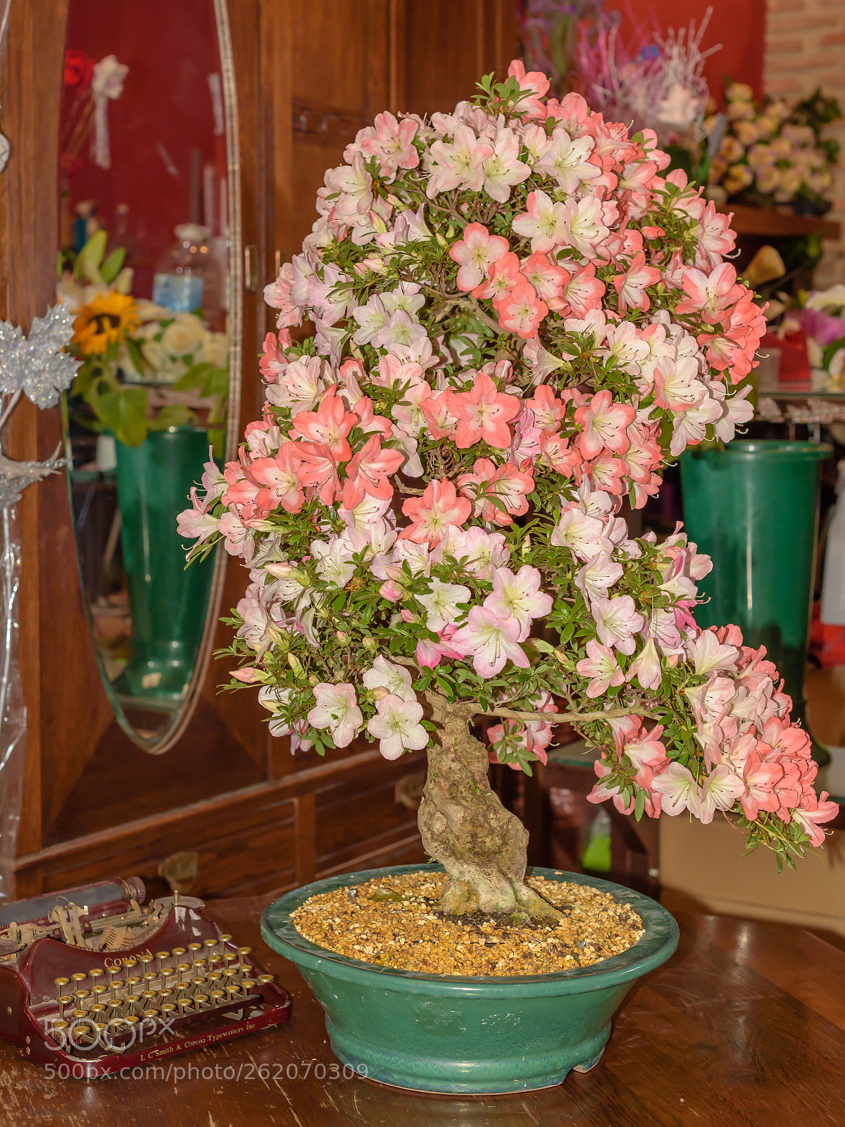 Nikon D750 sample photo. Bonsai azalea on the photography