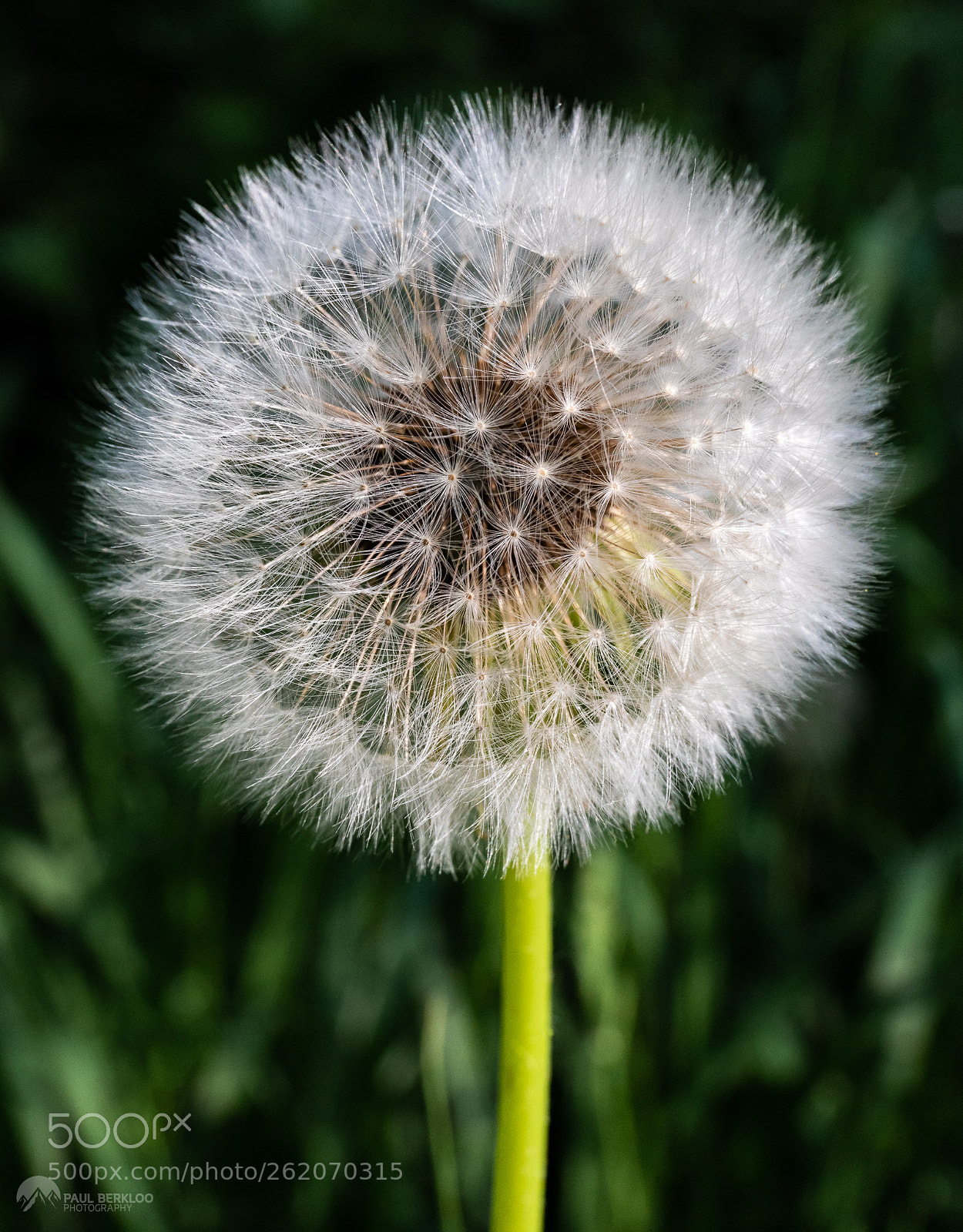 Canon EOS 5D Mark IV sample photo. Dandelion photography