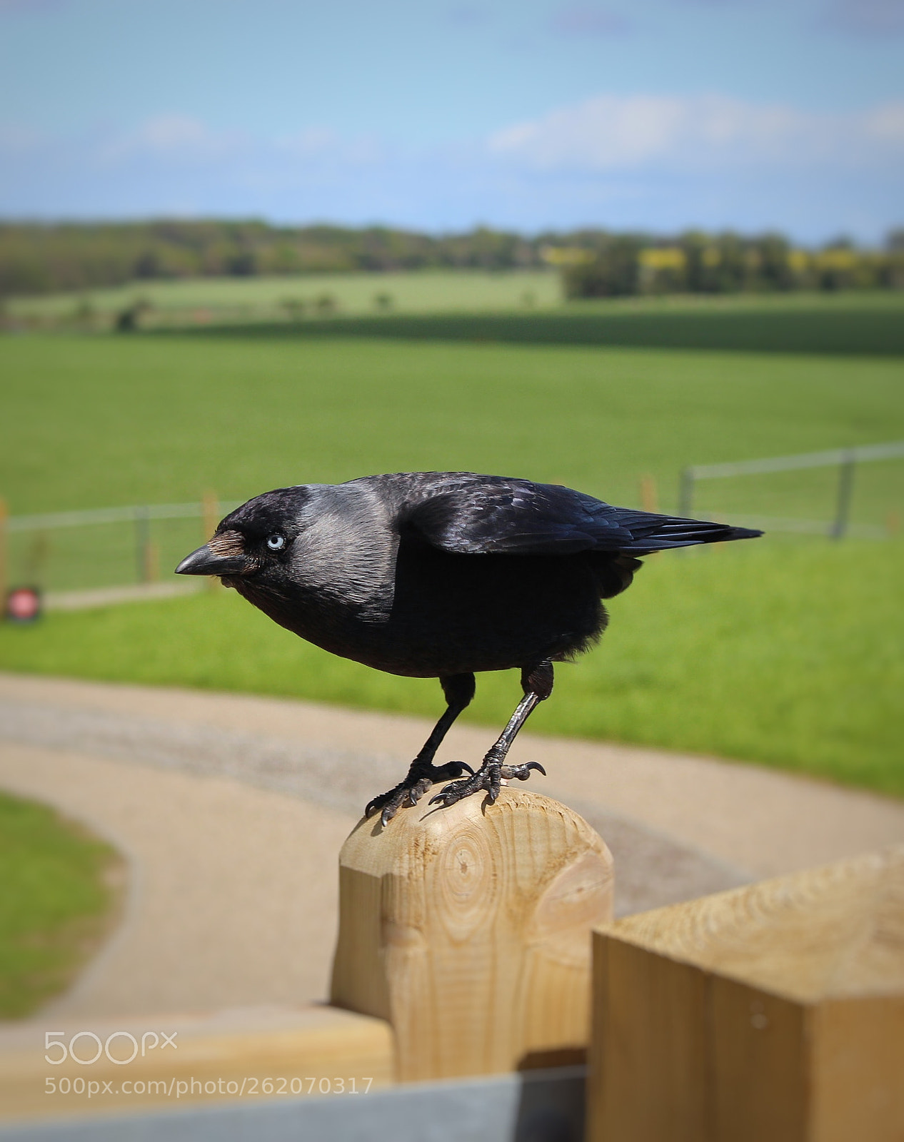 Canon EOS 700D (EOS Rebel T5i / EOS Kiss X7i) sample photo. Crow photography