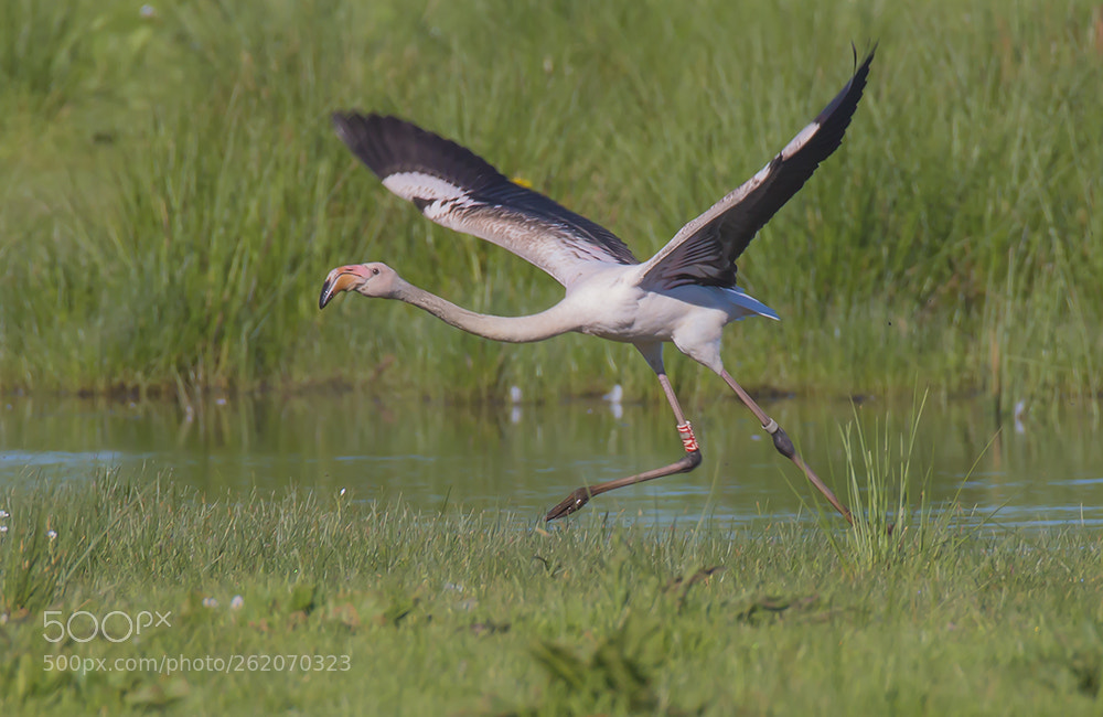 Canon EOS 70D sample photo. Flamingo photography