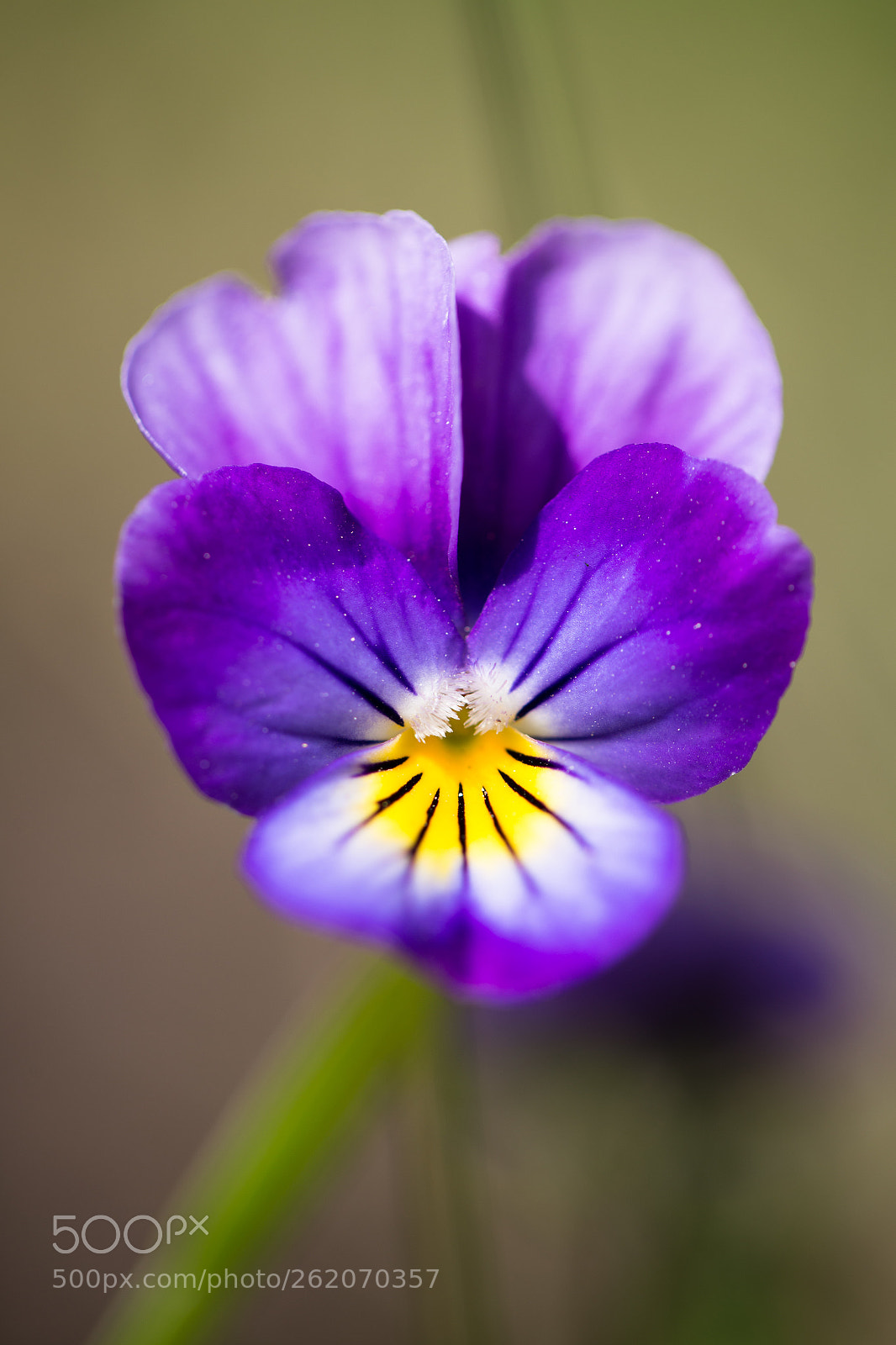 Canon EOS 6D sample photo. Beauty flowers photography