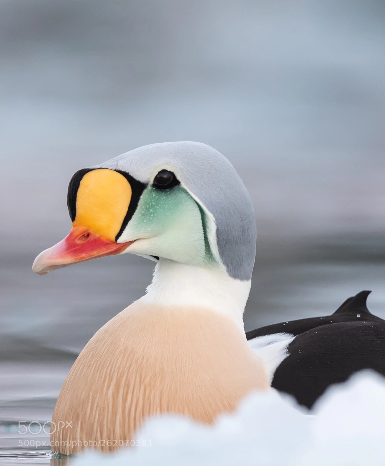 Nikon D5 sample photo. King eider in icy photography