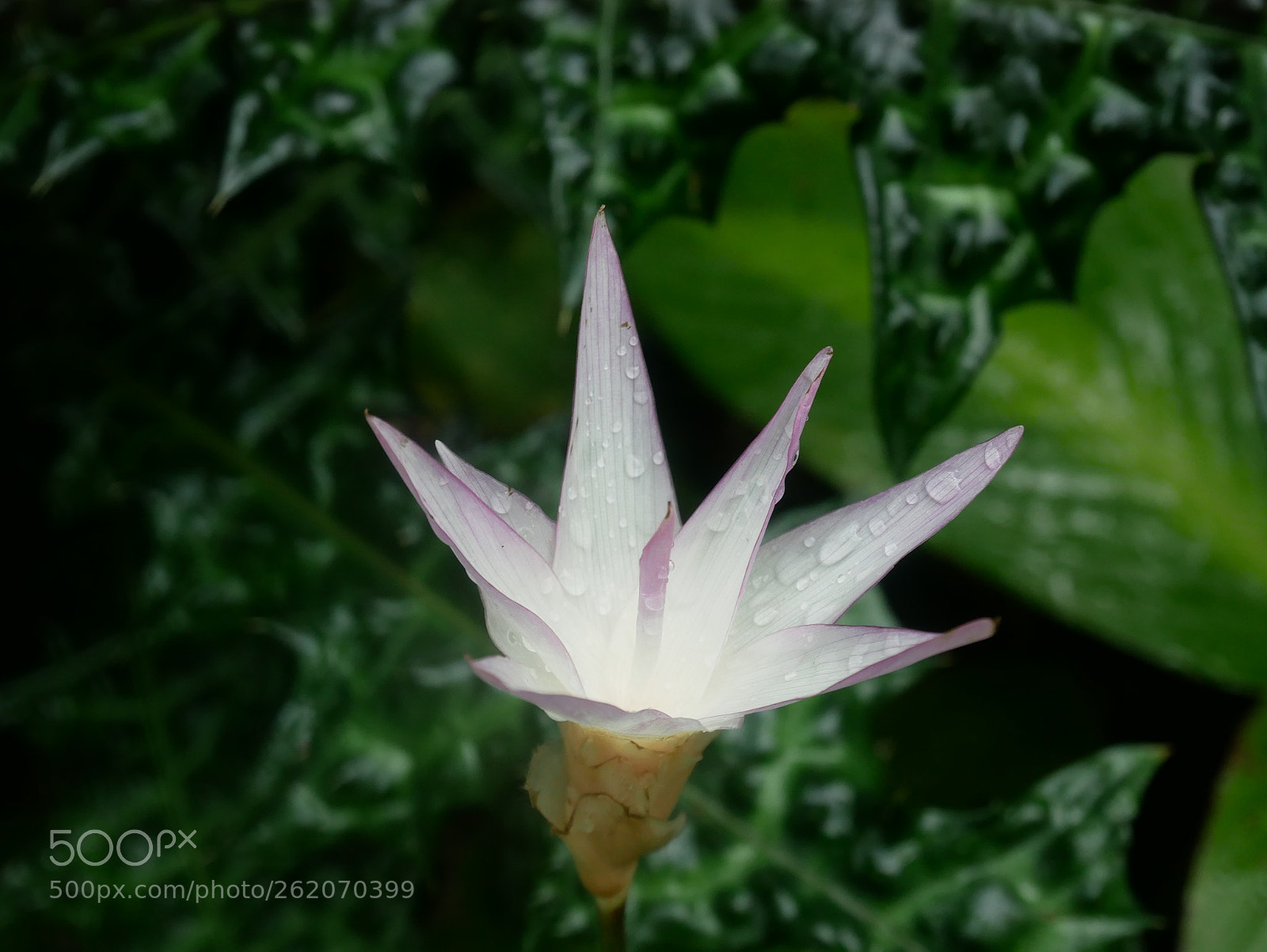 Panasonic Lumix DMC-GX85 (Lumix DMC-GX80 / Lumix DMC-GX7 Mark II) sample photo. Pointy flower photography