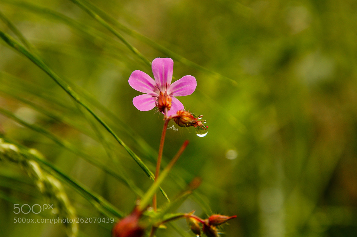 Sony SLT-A58 sample photo. Belleza natural. photography