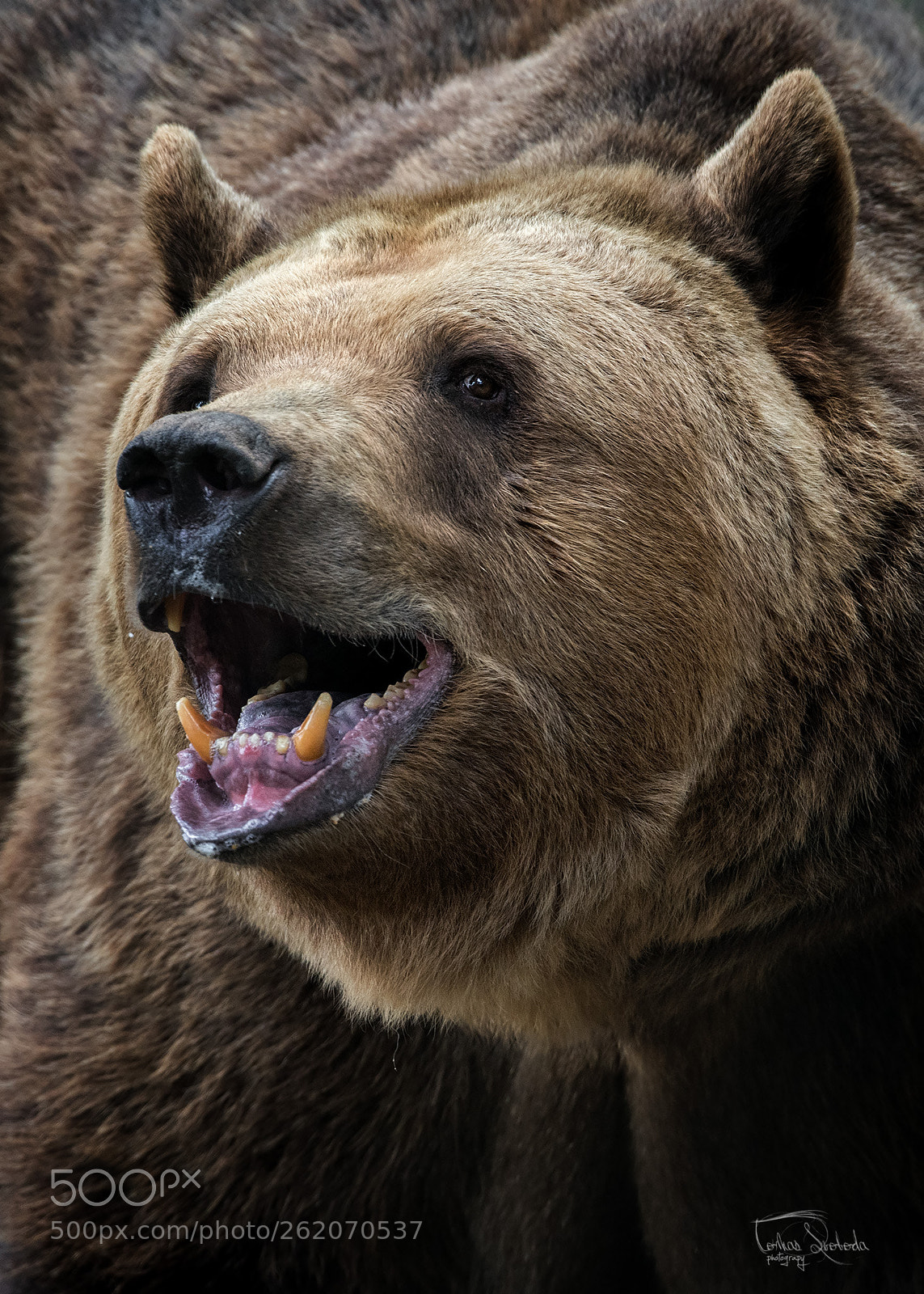 Nikon D750 sample photo. The brown bear ursus photography