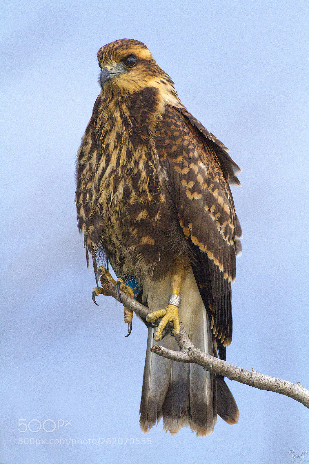 Canon EOS 7D sample photo. Female snail kite img photography