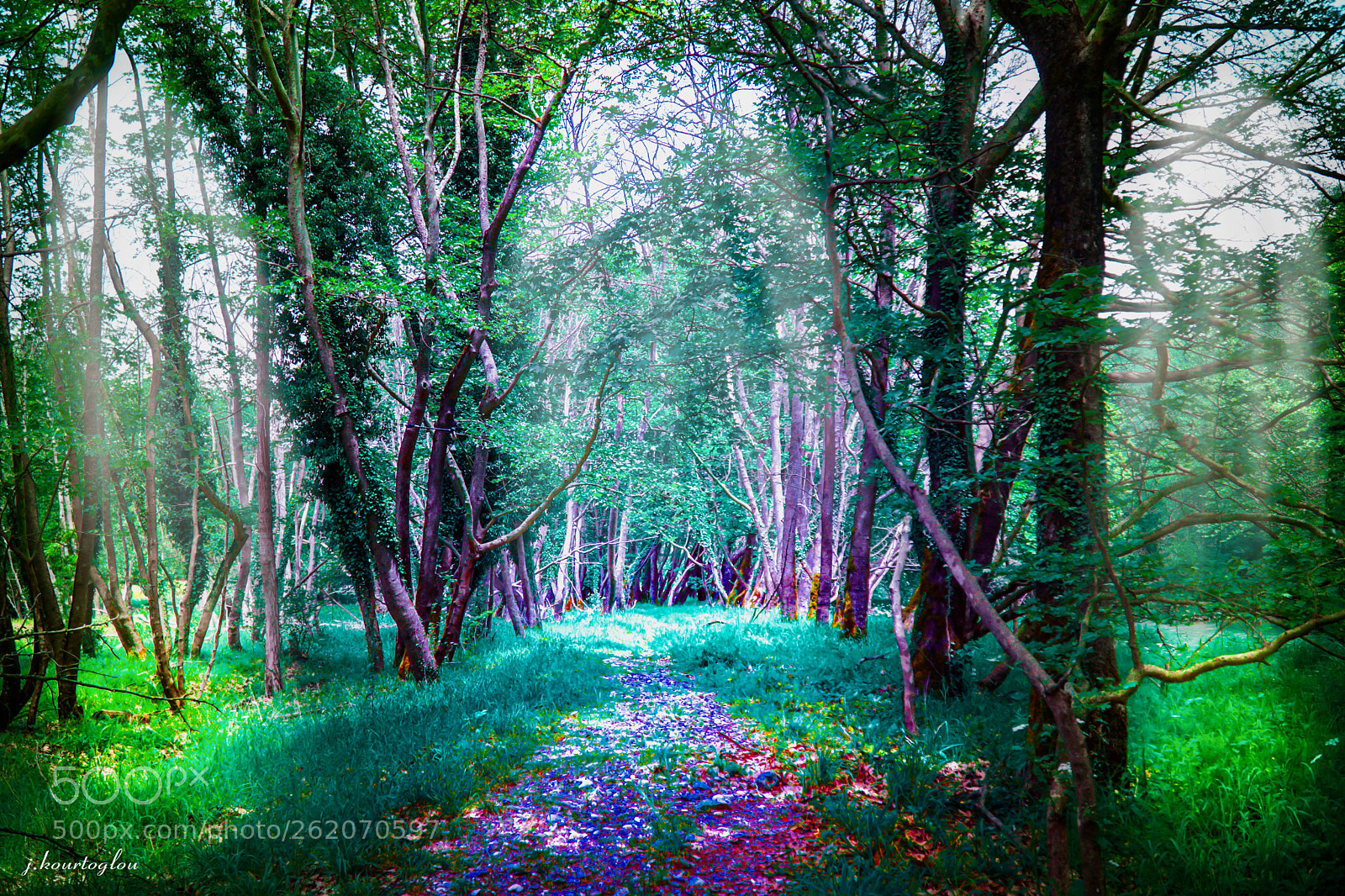 Sony a6500 sample photo. Magical forest photography