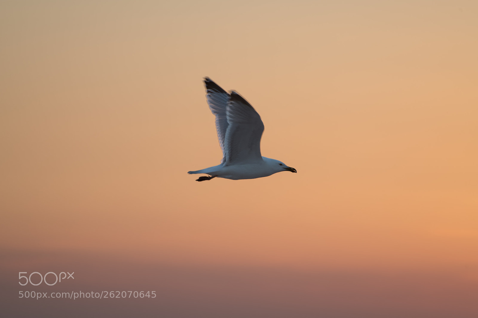 Nikon D850 sample photo. Seagull fly-by photography