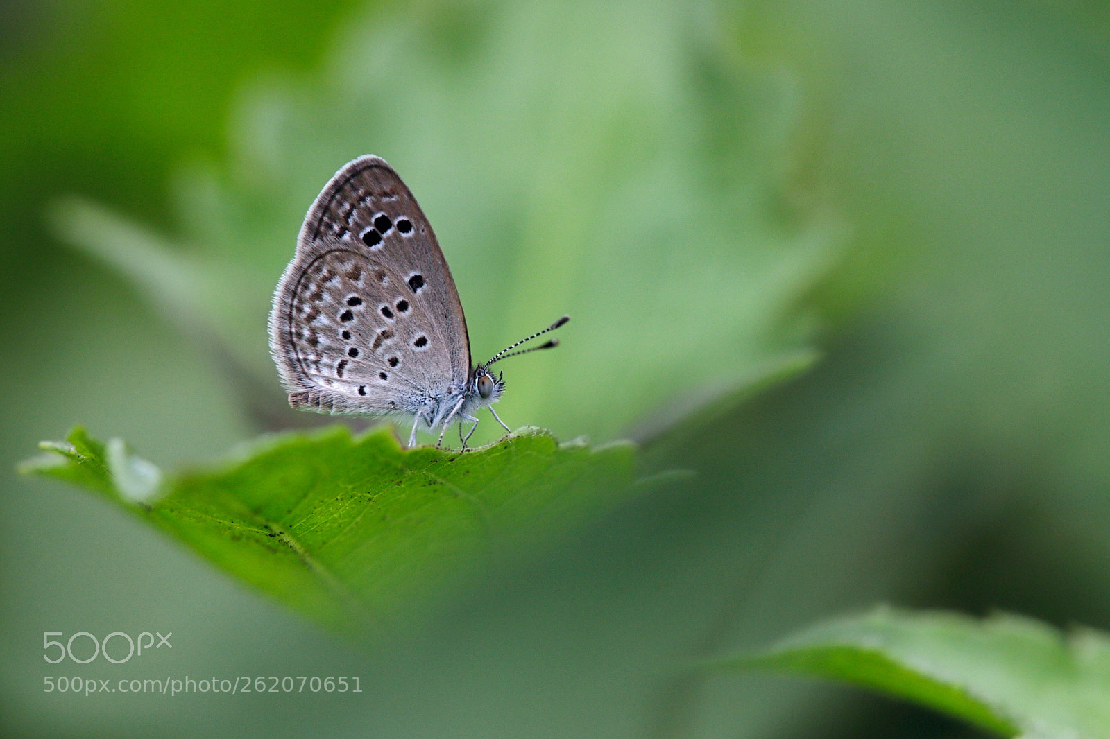 Canon EOS 6D Mark II sample photo. Indian small blue photography