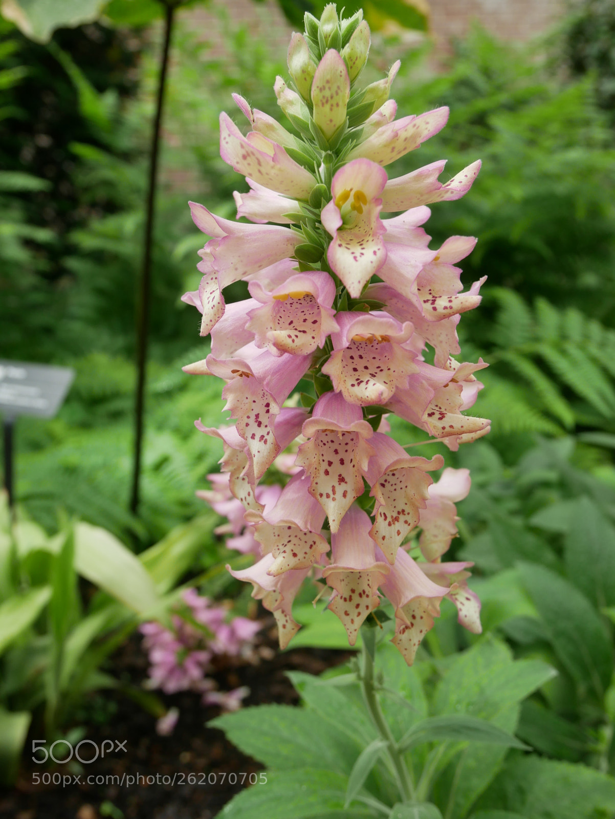 Panasonic Lumix DMC-GX85 (Lumix DMC-GX80 / Lumix DMC-GX7 Mark II) sample photo. Do flowers get chickenpox? photography