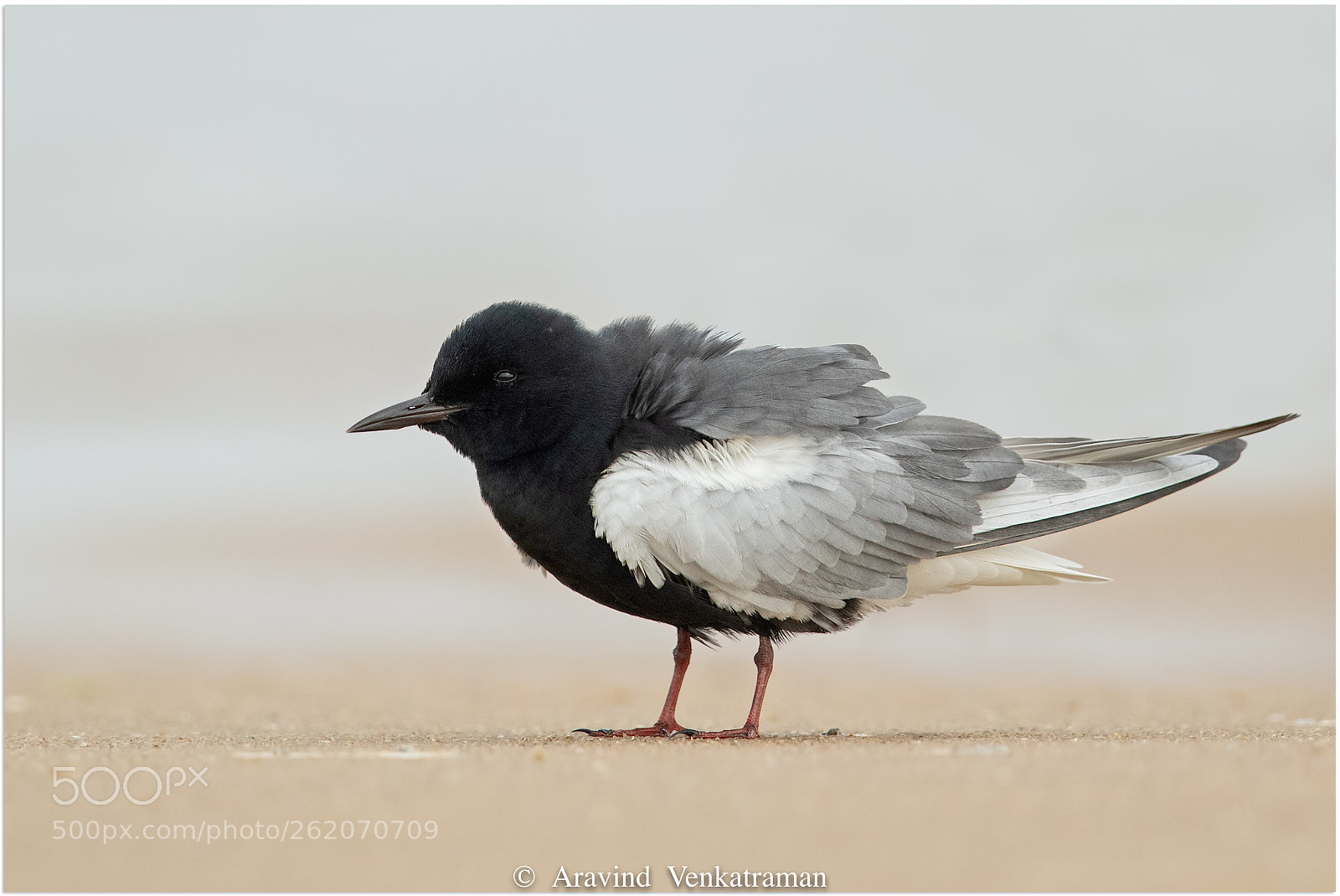Canon EOS 7D Mark II sample photo. White winged tern photography
